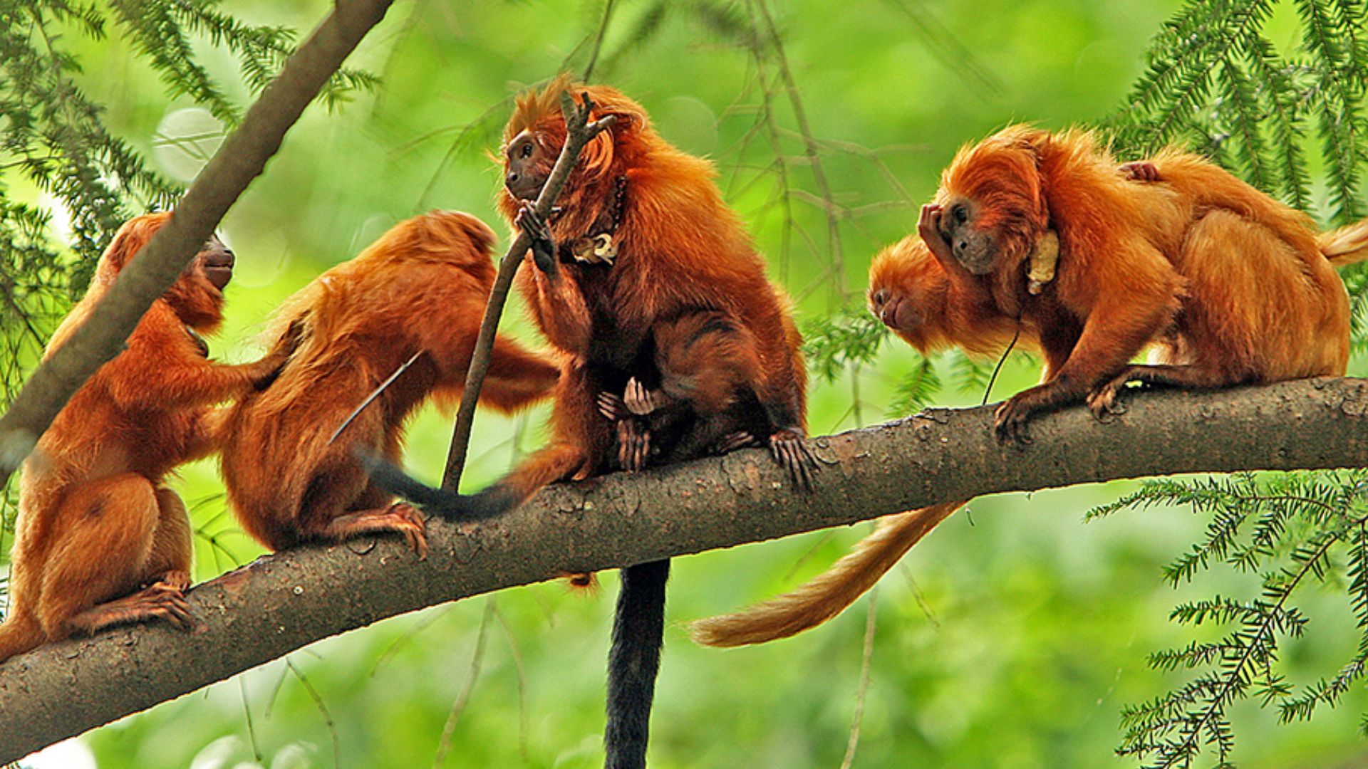 File:Golden lion tamarin family.jpg
