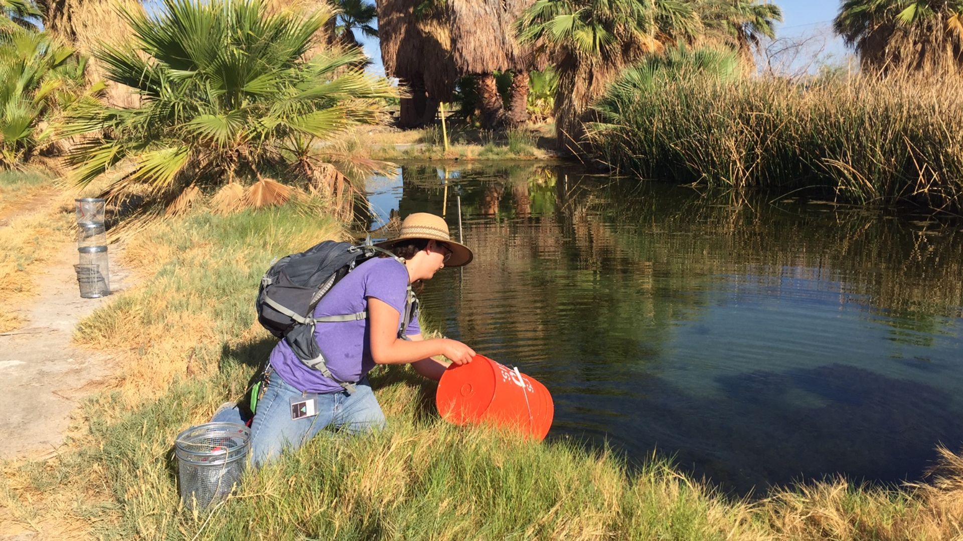 File:2016 Pupfish Release (29185289895).jpg