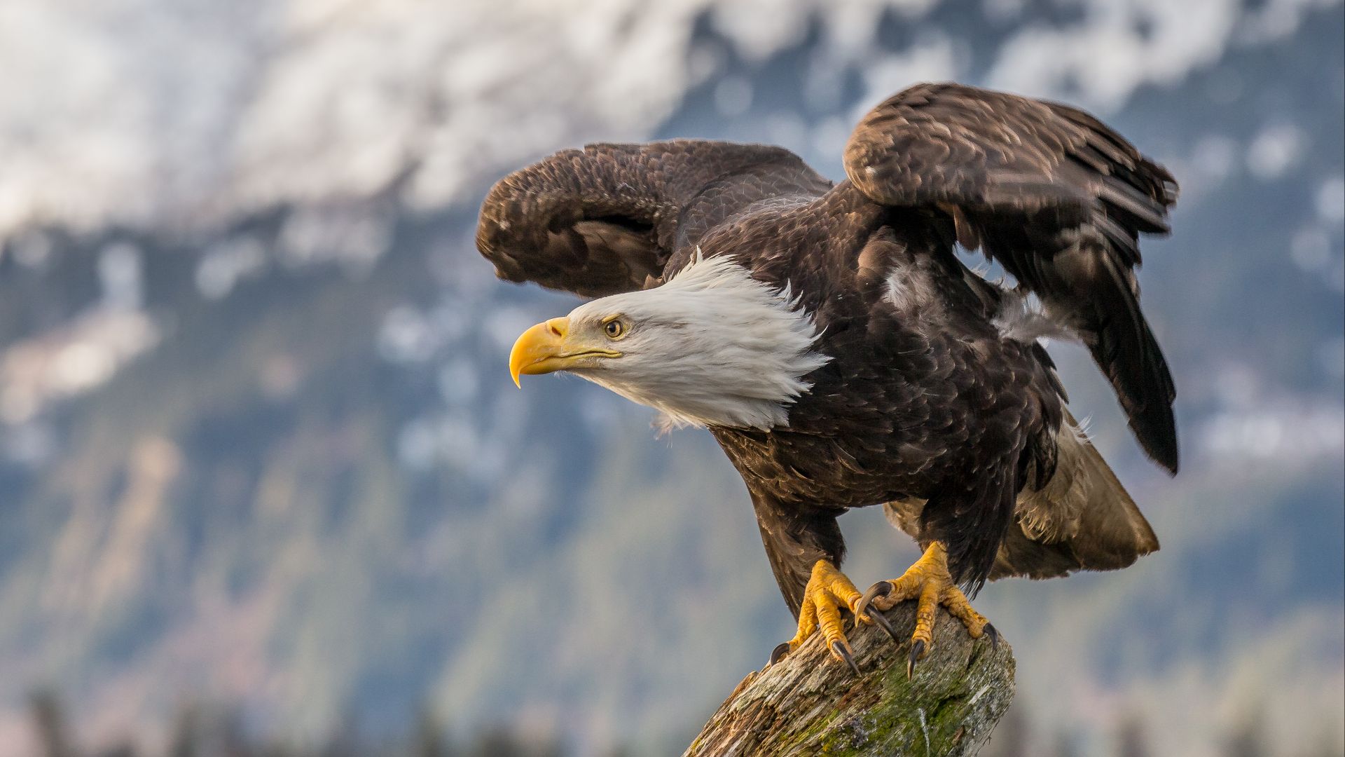 File:Bald eagle about to fly in Alaska (2016).jpg