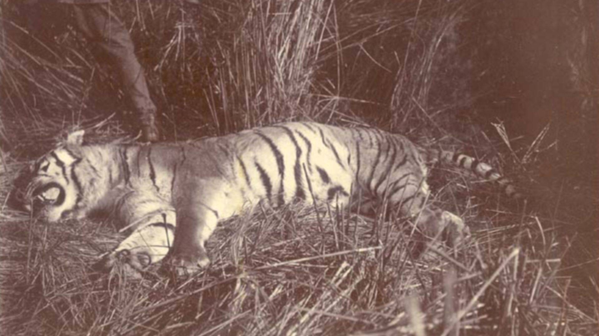 File:King George V Hunting in Nepal in 1911 (10).jpg