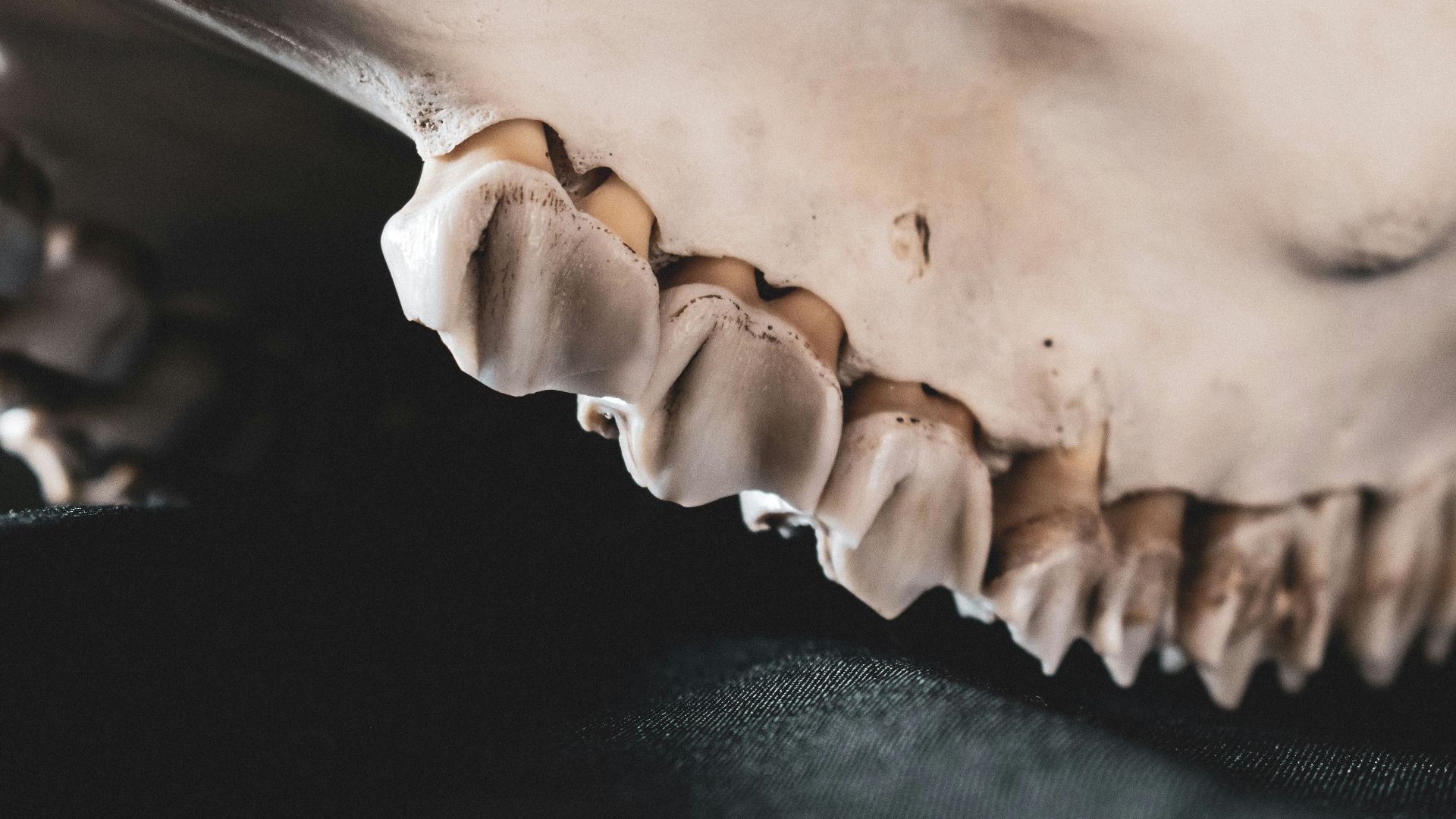 a close up of a fake animal's teeth