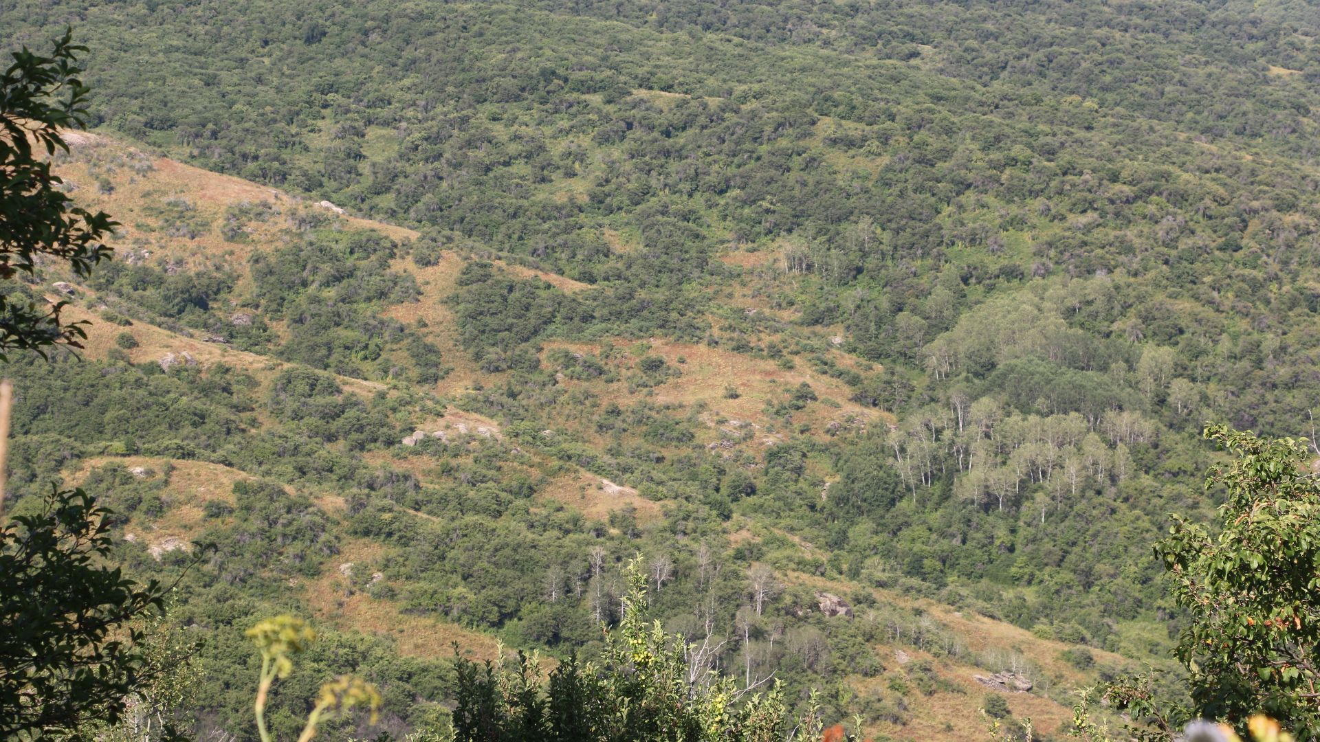 File:Malus sieversii in Zhongar-Alatau NP-1.jpg