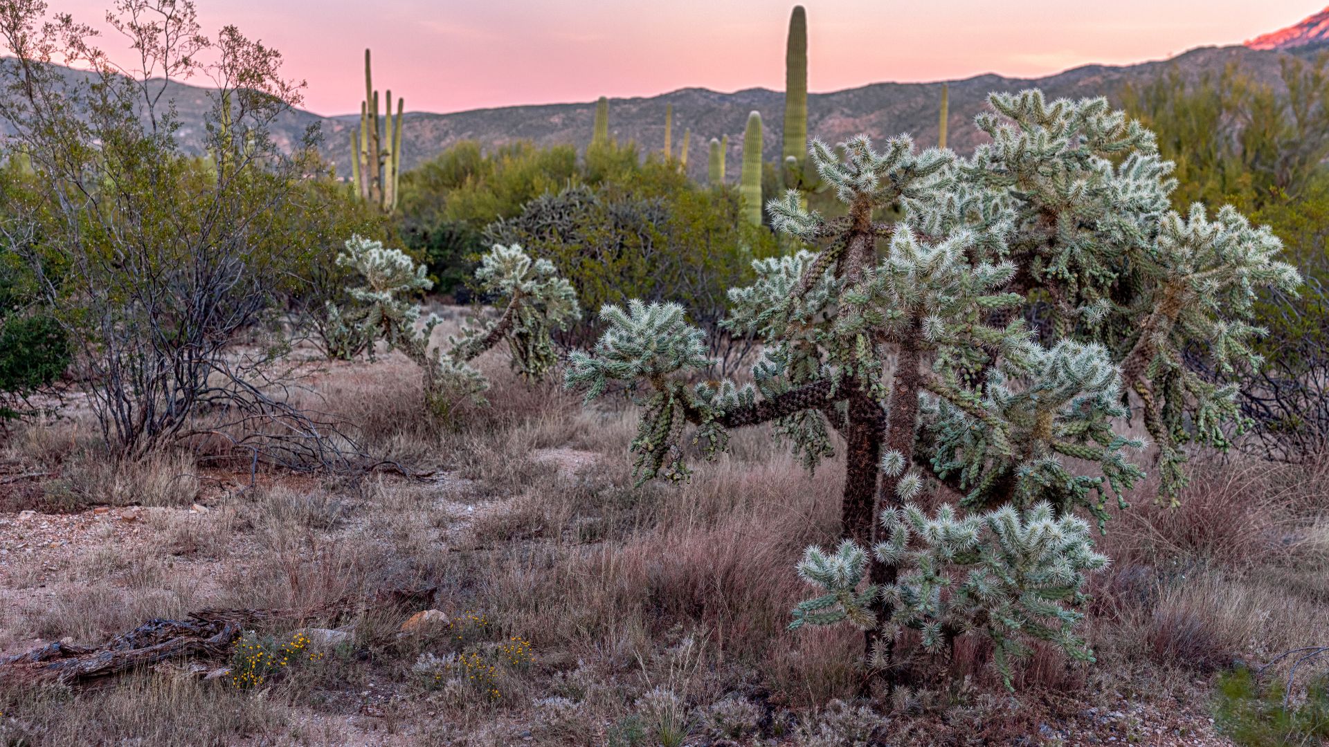 File:Sonoran Desert Vegetation (2022 11 05 Tucson Desert 04-CC).jpg