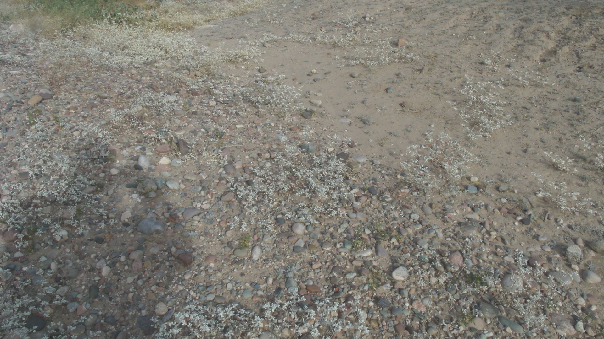 File:Mesa-Park of the Canals-prehistoric Hohokam canal.JPG