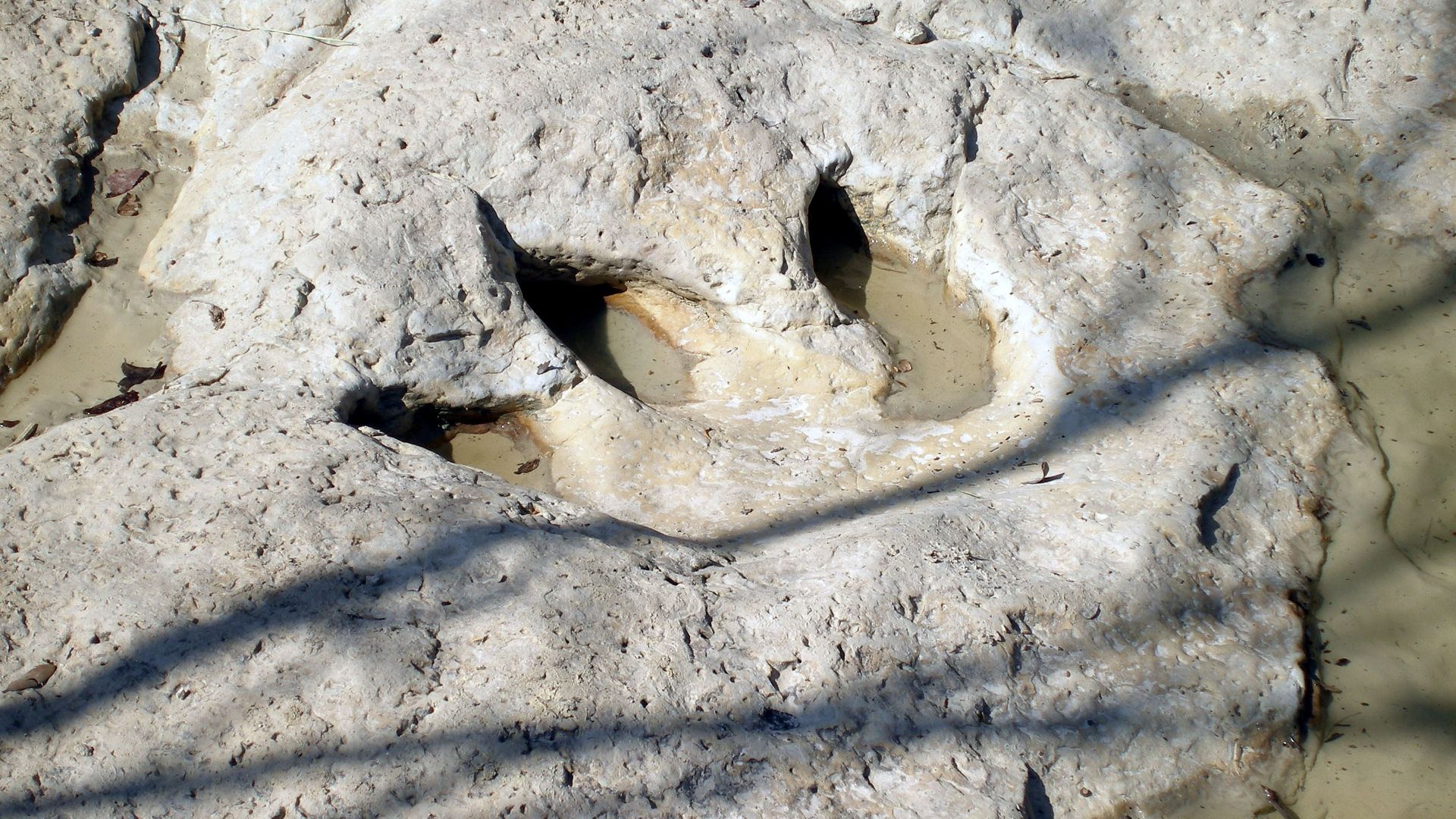 File:Dinosaur Valley State Park - Track2.jpg