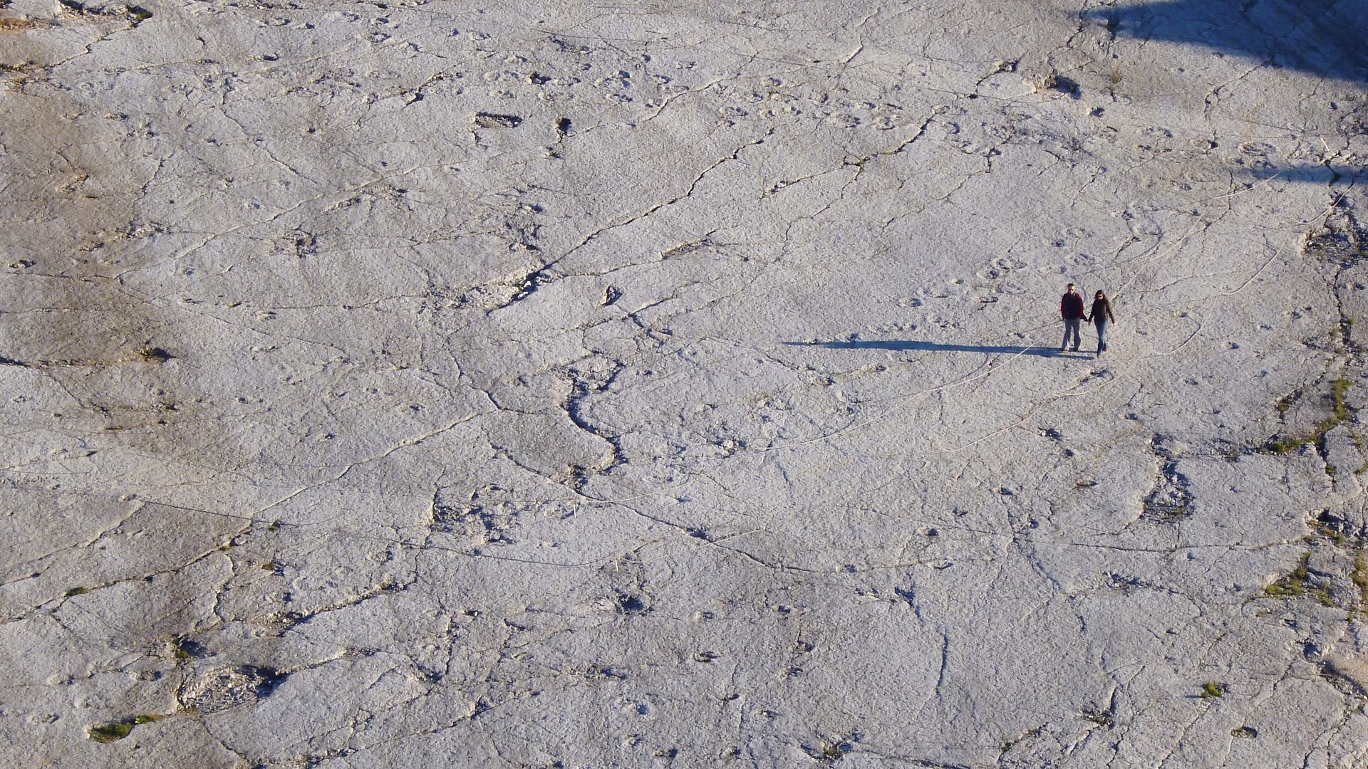 File:Multiple dinosaur trackways.jpg