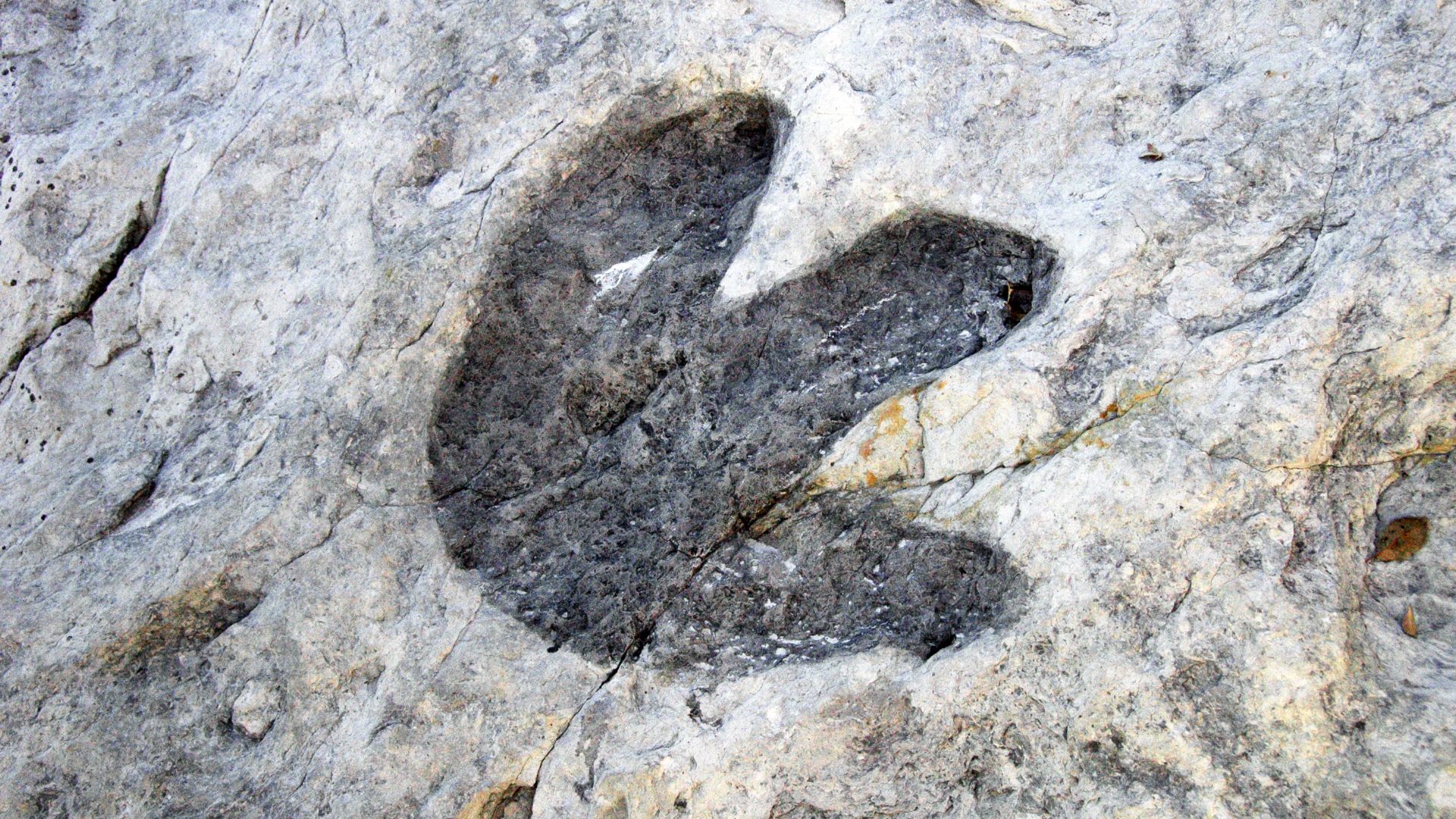 File:Caririchnium leonardii (dinosaur track) (Dakota Sandstone, Lower Cretaceous; Dinosaur Ridge, Colorado, USA) 6.jpg