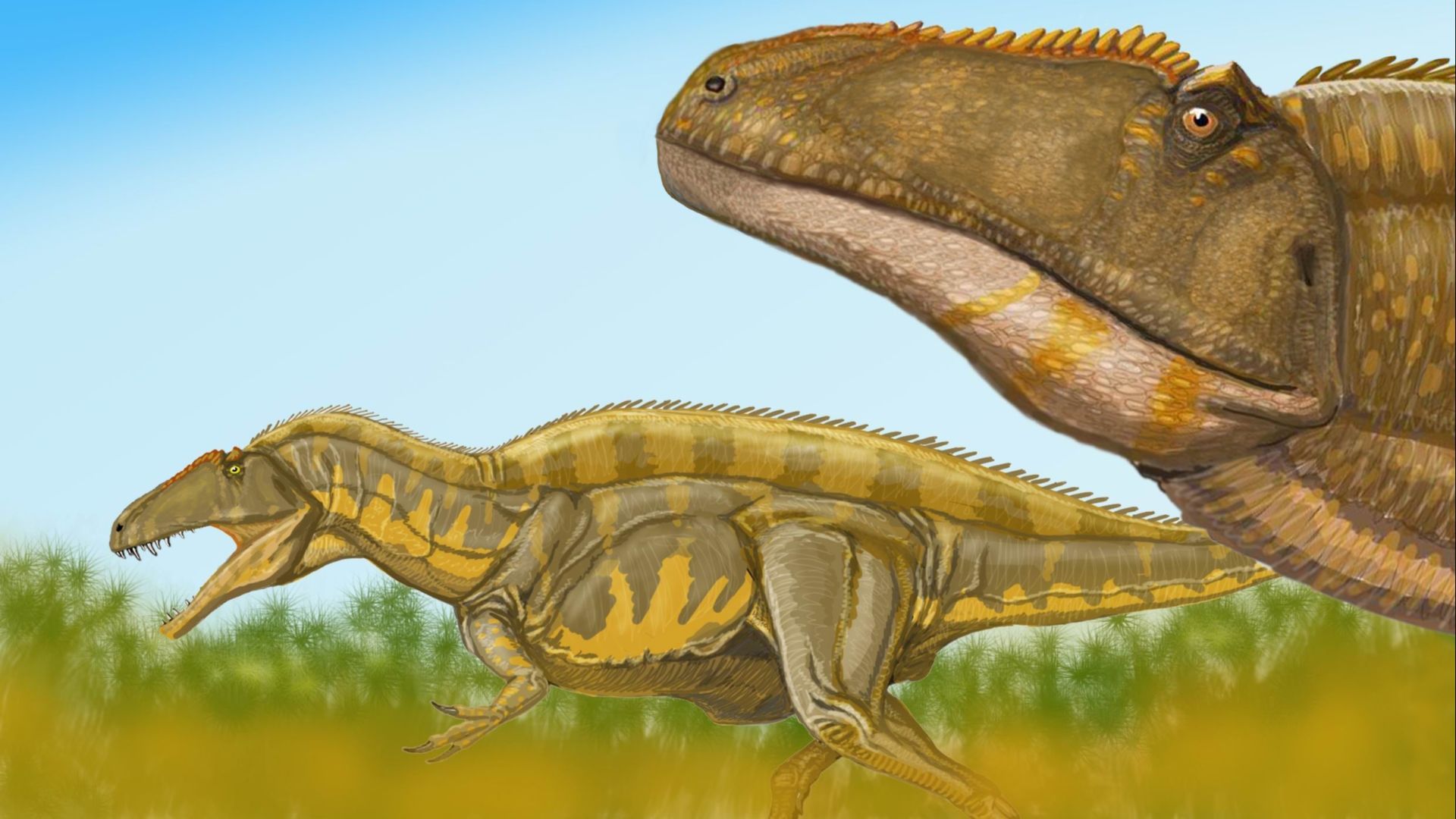 File:Acrocantosaurus4.jpg