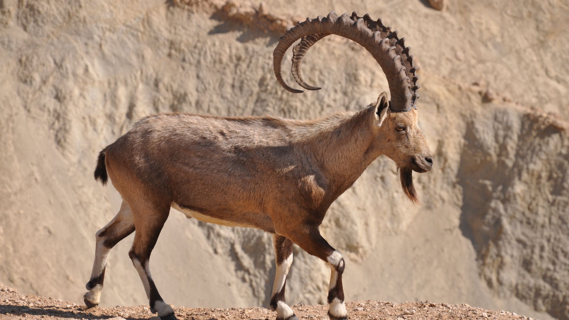 File:PikiWiki Israel 38769 Male Ibex.jpg