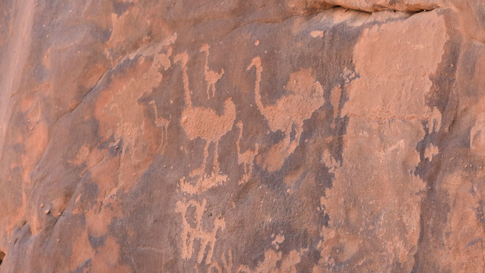 File:Ostriches, Jubbah rock art site, Saudi Arabia.jpg