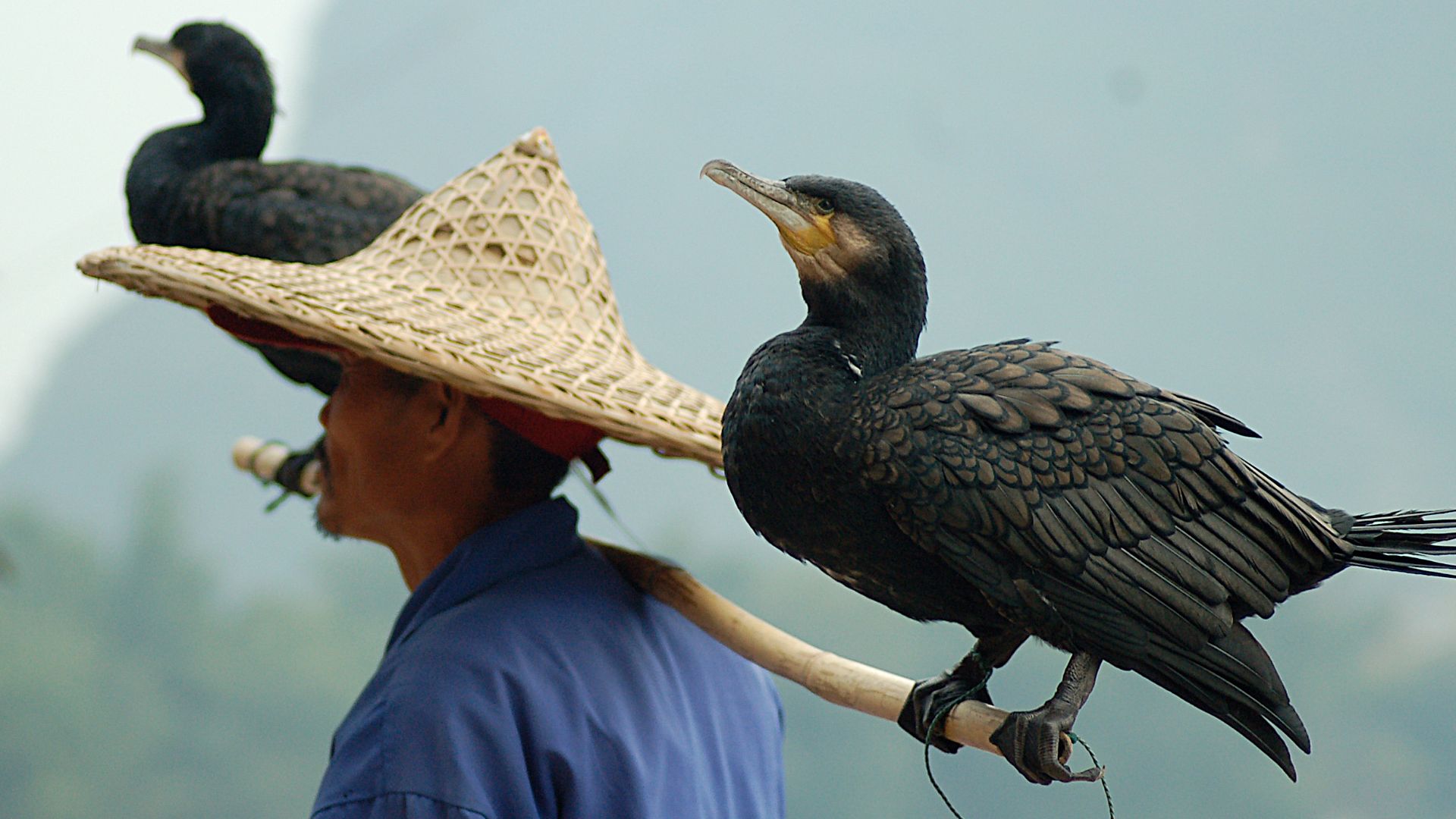 File:Man with cormorant 2.jpg