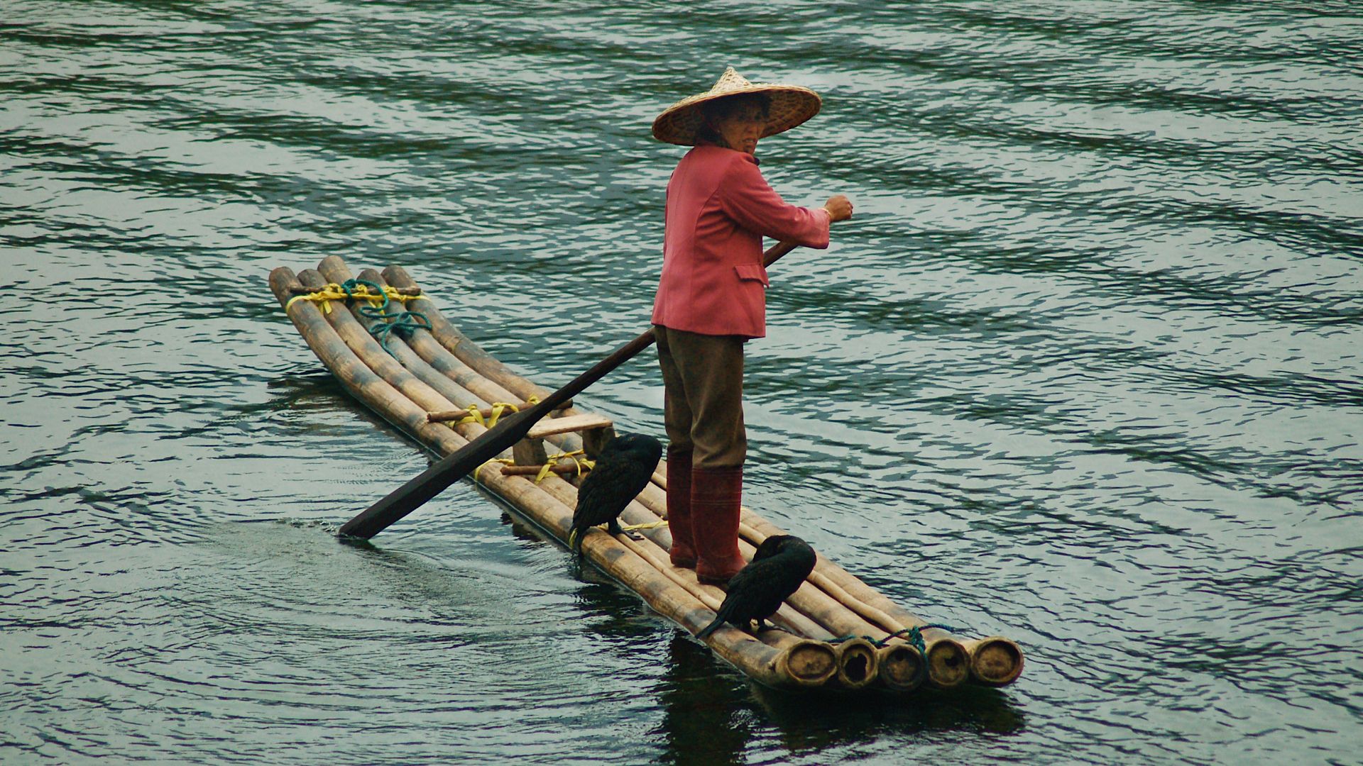 File:Cormorant fishing in China.jpg
