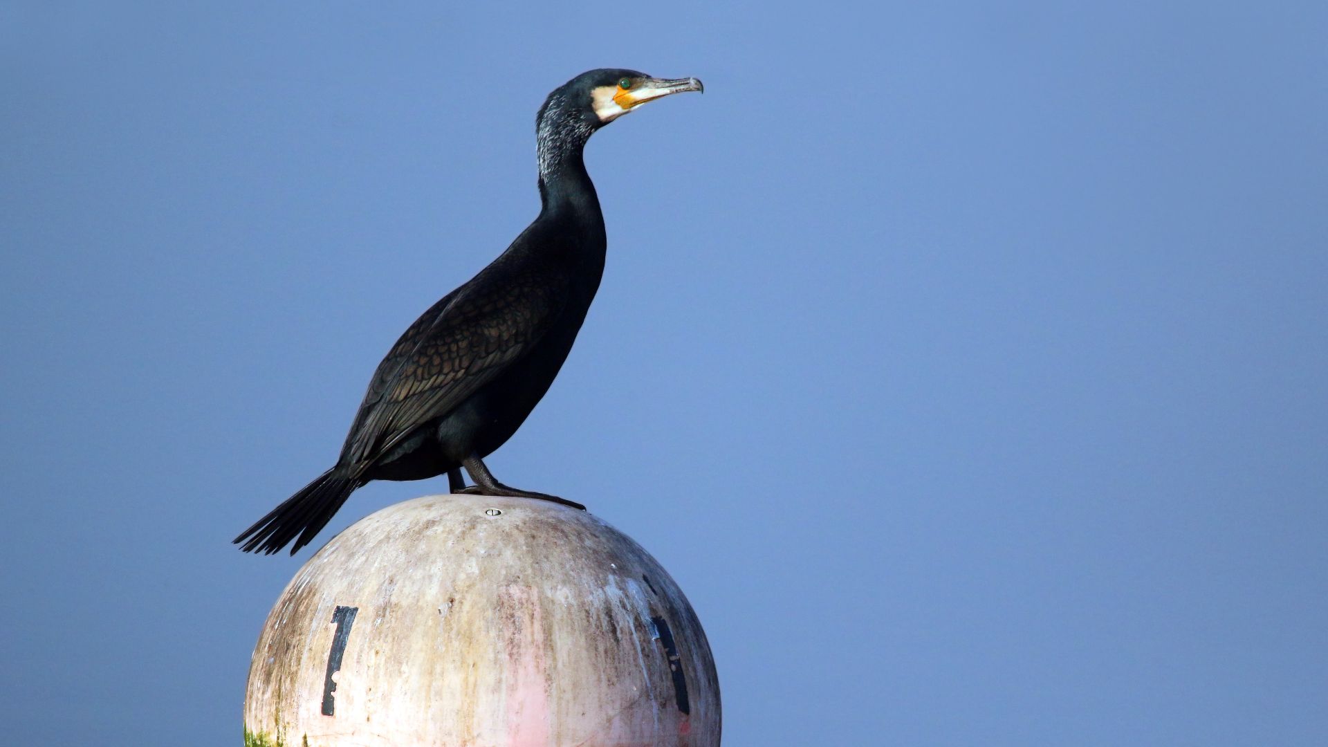 File:Great cormorant (Phalacrocorax carbo).JPG