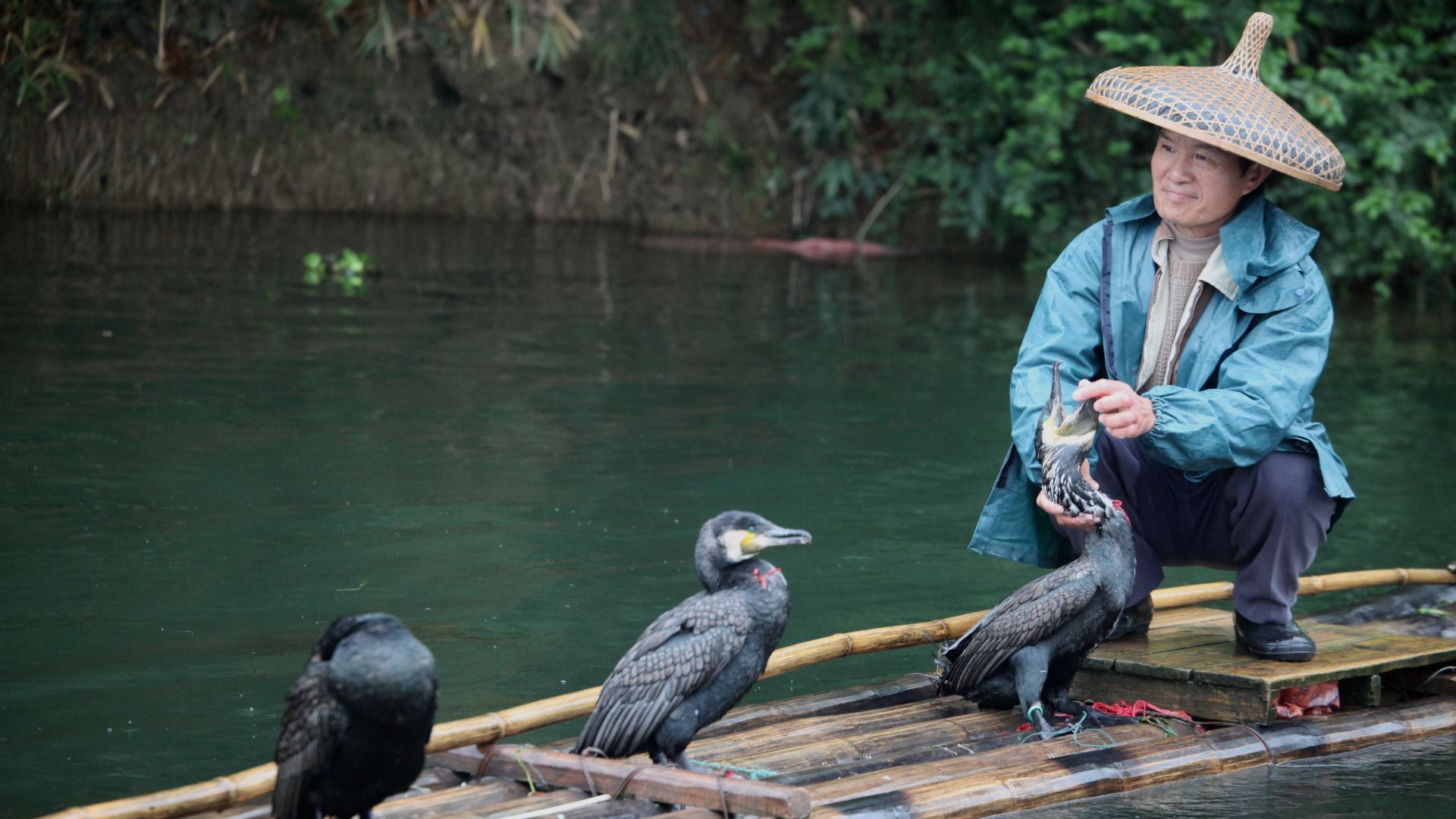 File:Cormorant fishing in Guilin.jpg