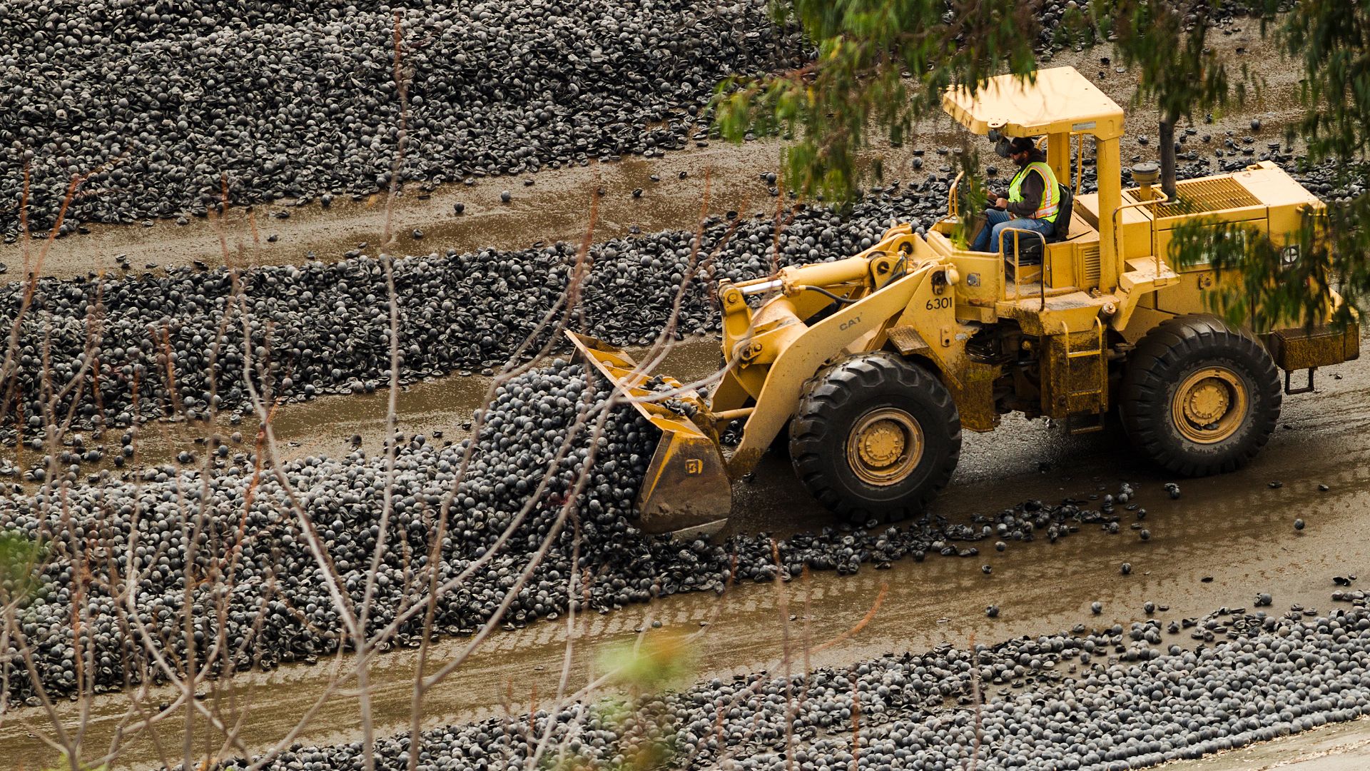 File:1 D4C1677 (23056200984).jpg