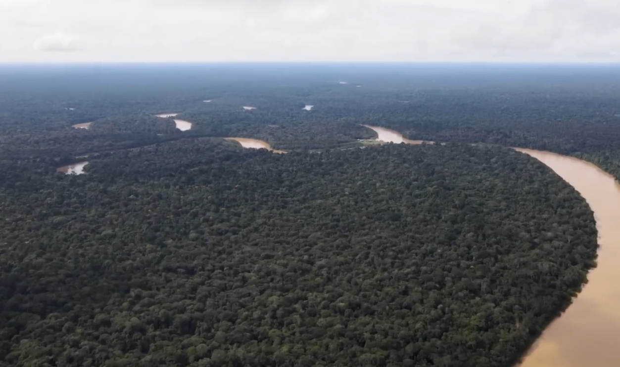 A Warning in the Canopy