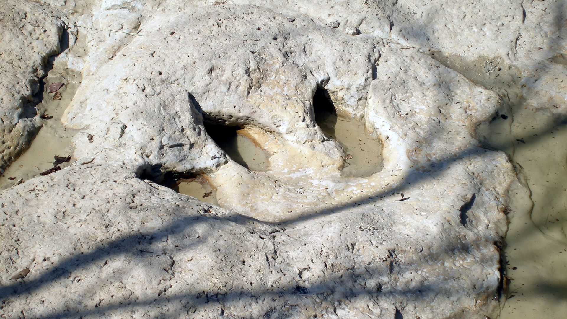 File:Dinosaur Valley State Park - Track2.jpg