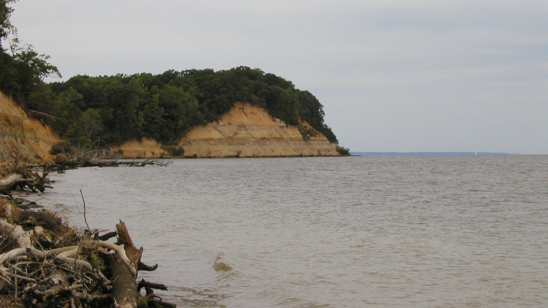 File:Calvert Cliffs, Calvert Cliffs State Park.jpg