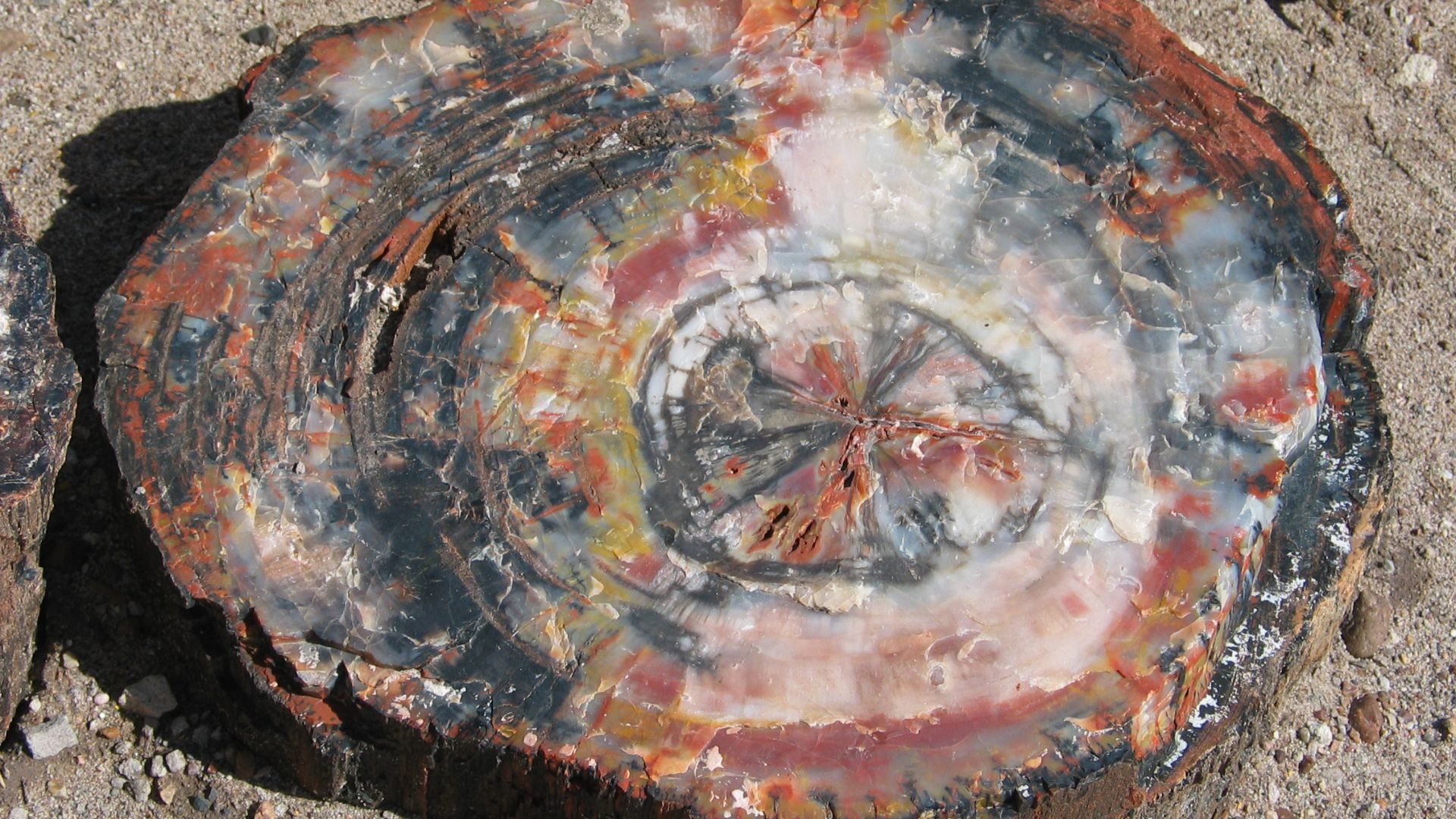 File:Petrified wood closeup 2.jpg