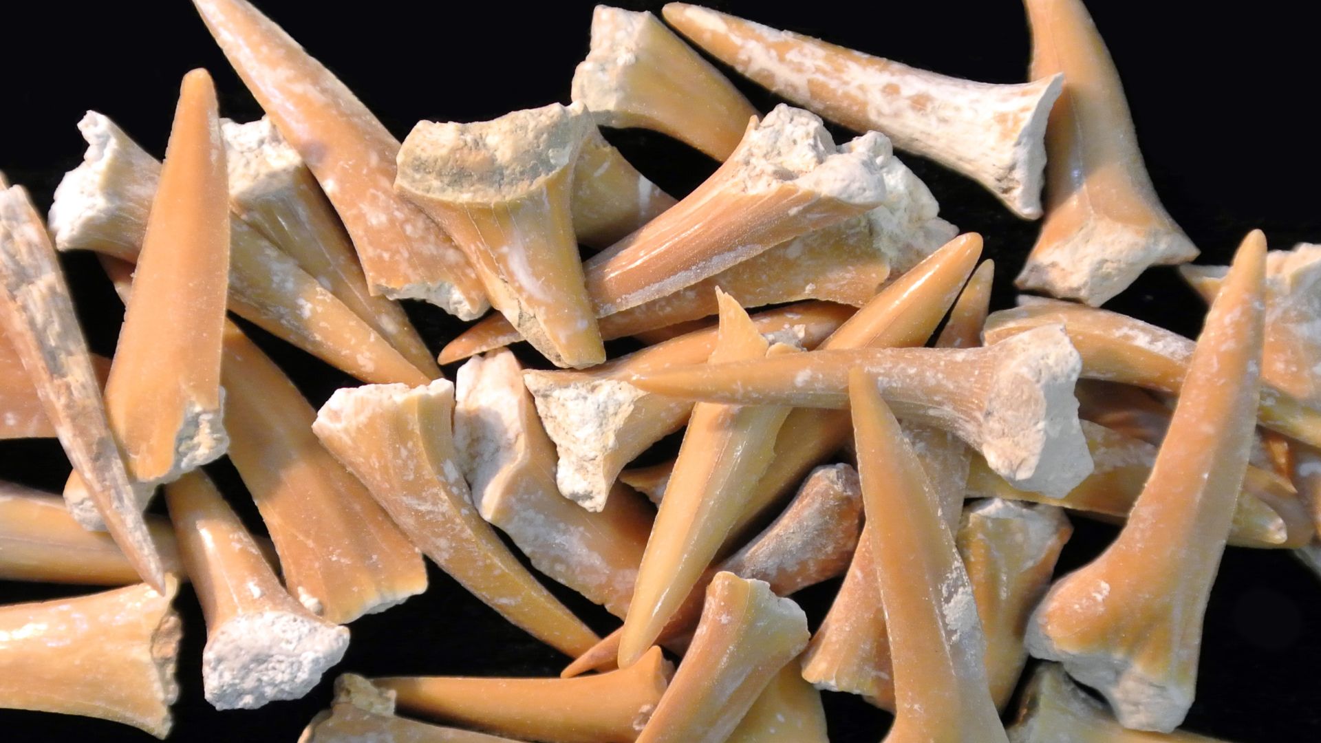 File:CretaceousSharkTeeth061812.JPG
