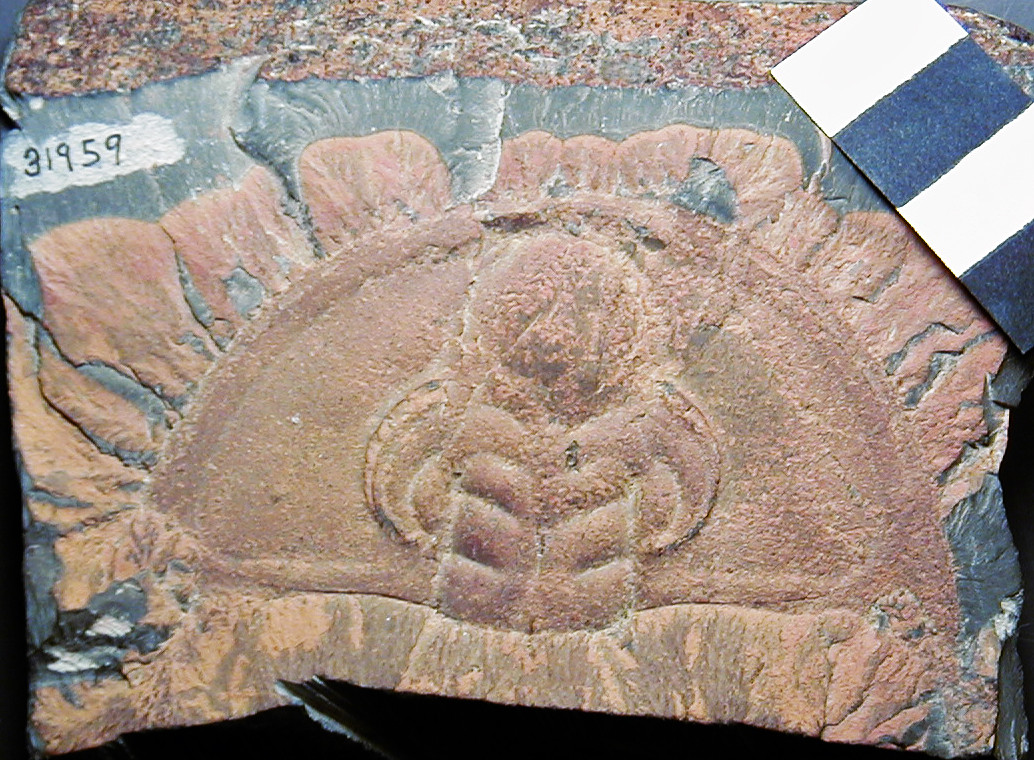 File:Olenellus thompsoni (fossil trilobite) (Kinzers Formation, Lower Cambrian; Getz Quarry, near Rohrerstown, Pennsylvania, USA).jpg