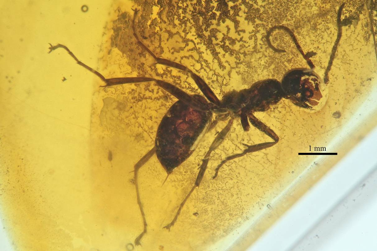 File:Sphecomyrma freyi AMNH-NJ943B.jpg