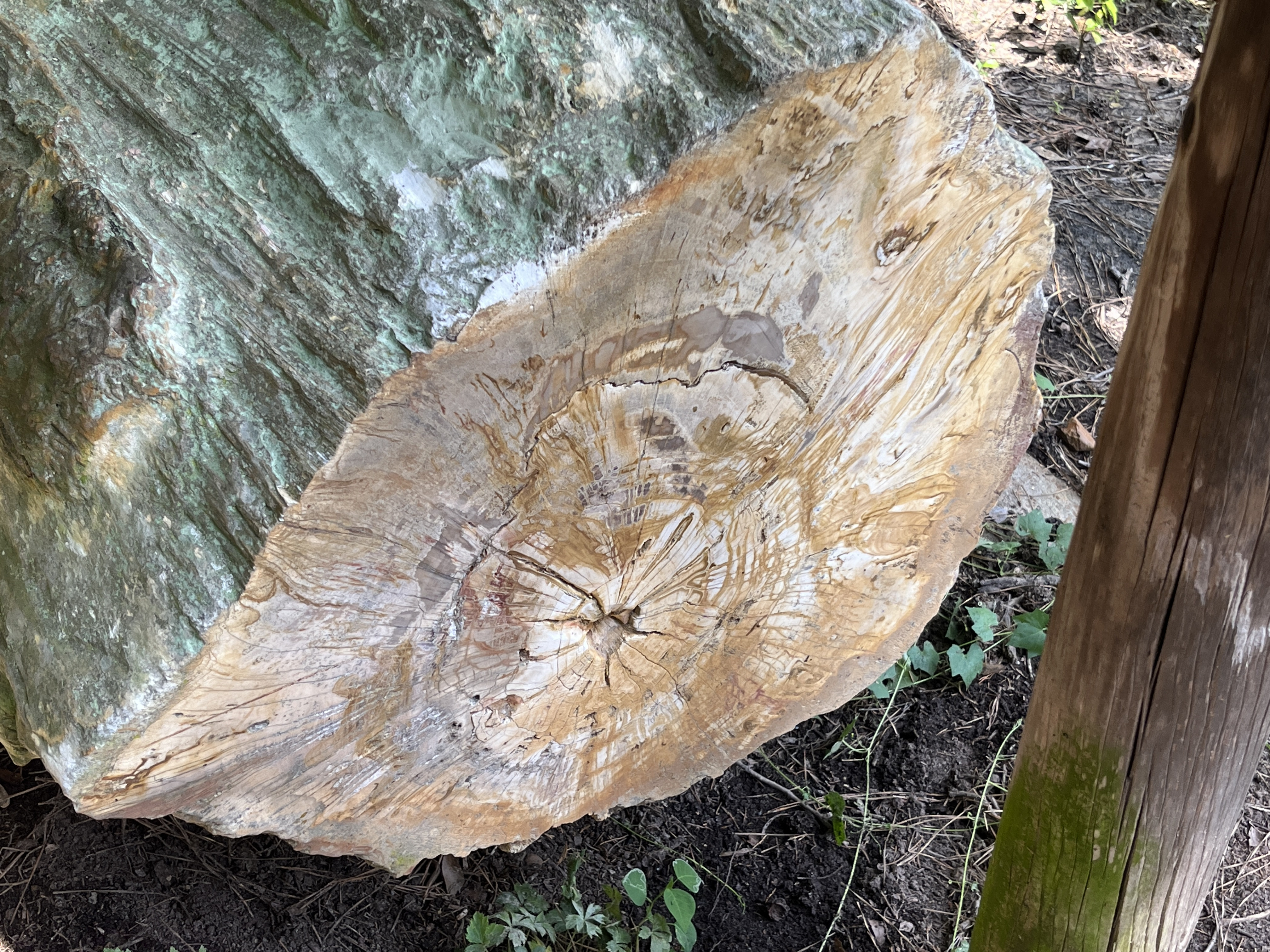 File:Mississippi - Mississippi Petrified Forest - 20220718133134.jpg