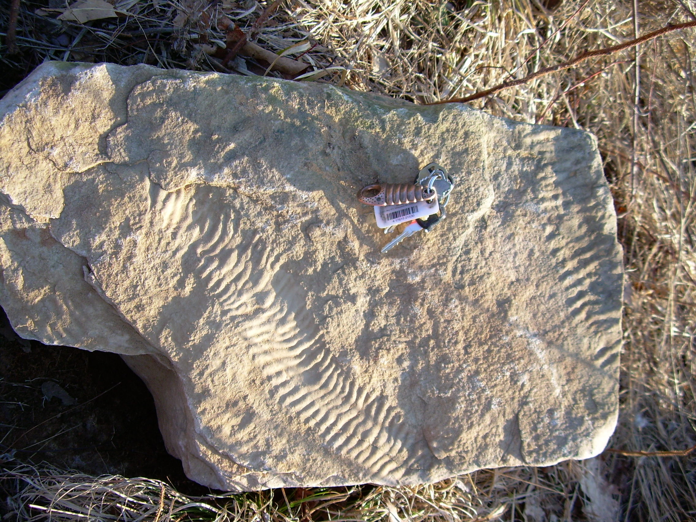 File:Climactichnites burrow Todd Gass 1.JPG