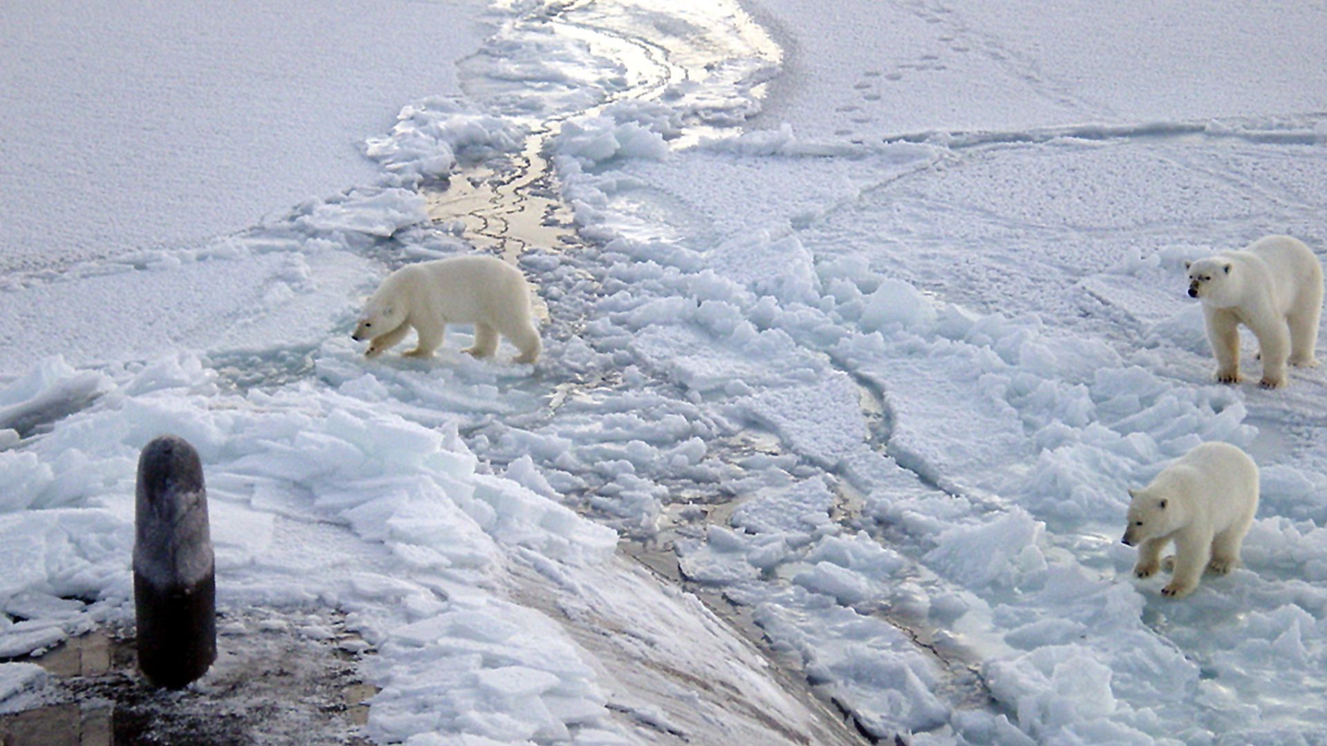 File:Polar bears near north pole.jpg