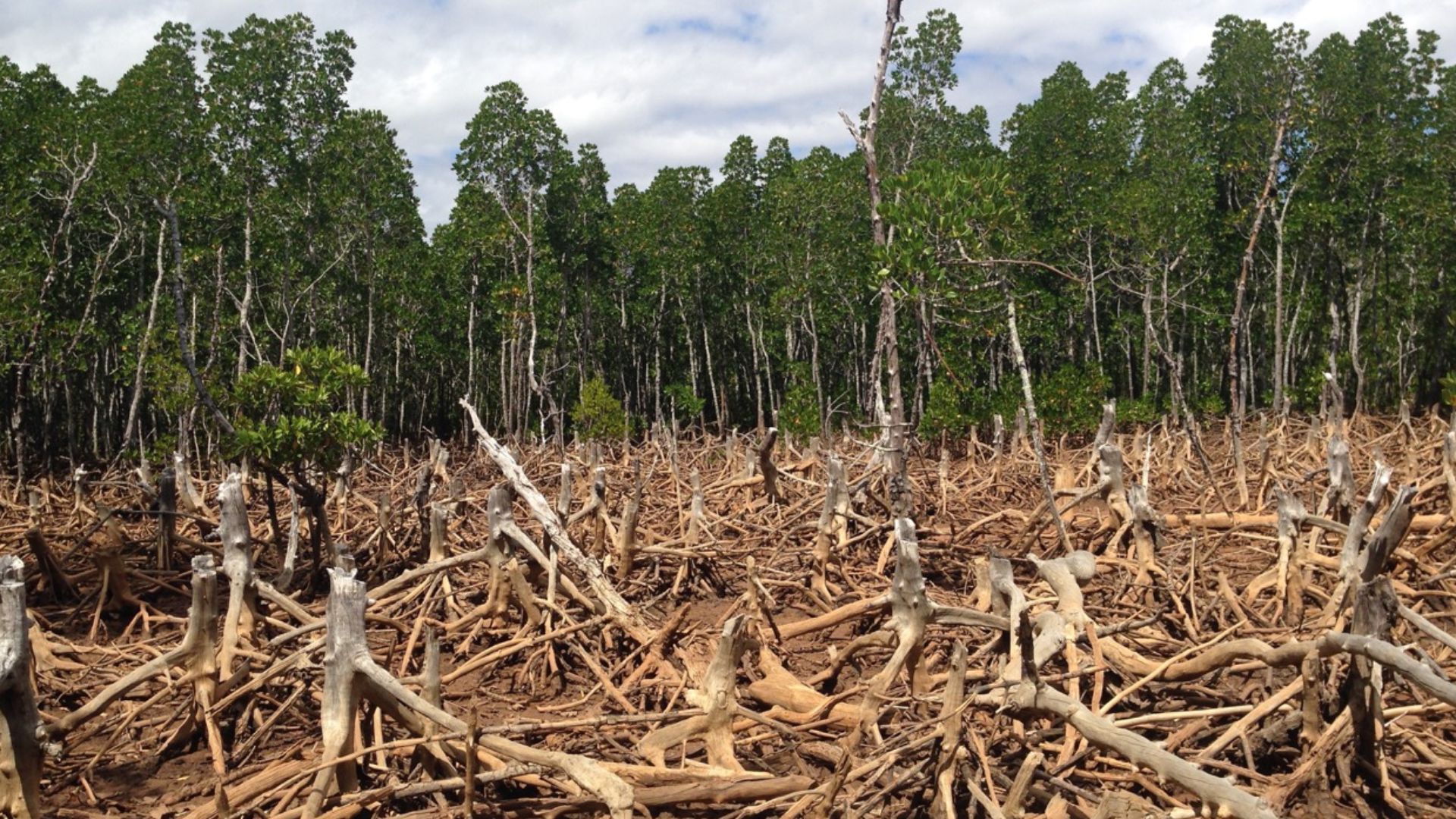 File:Madagascar Deforestation.jpg