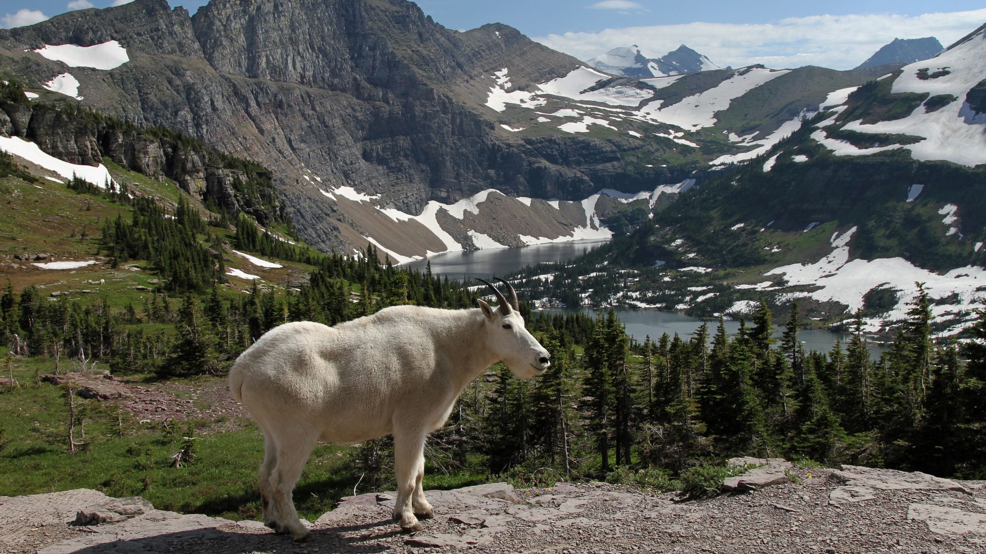 File:Mountain Goat at Hidden Lake.jpg
