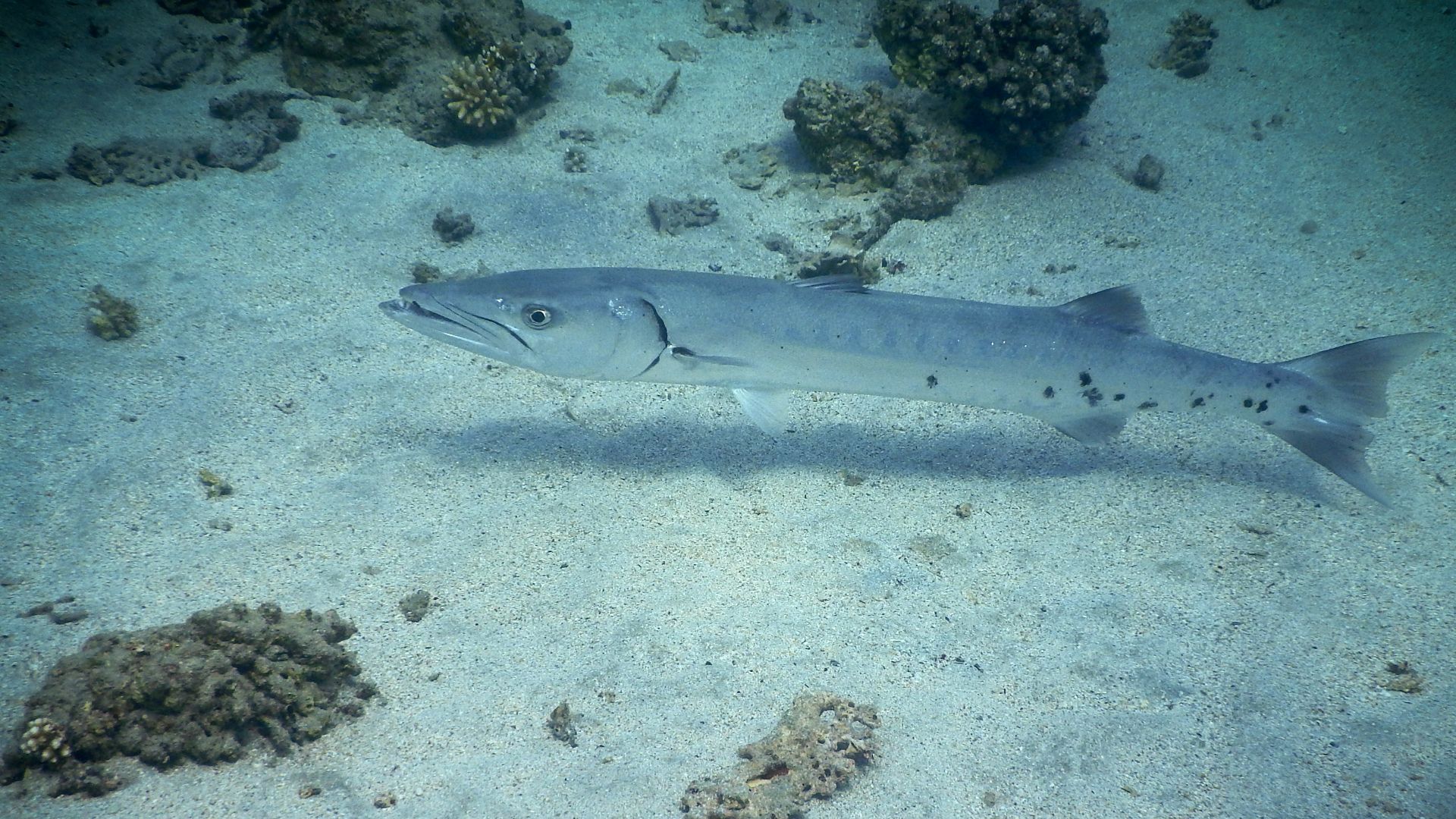 A barracuda swims over a sandy ocean floor.