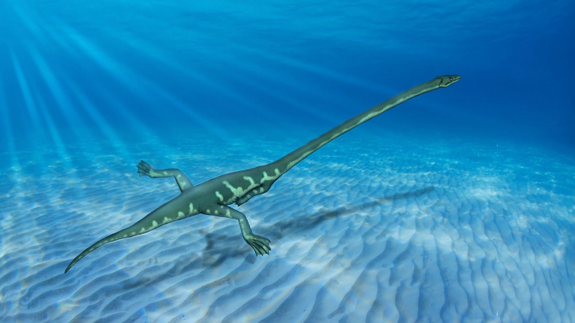 File:Tanystrophaeus recon 6.jpg