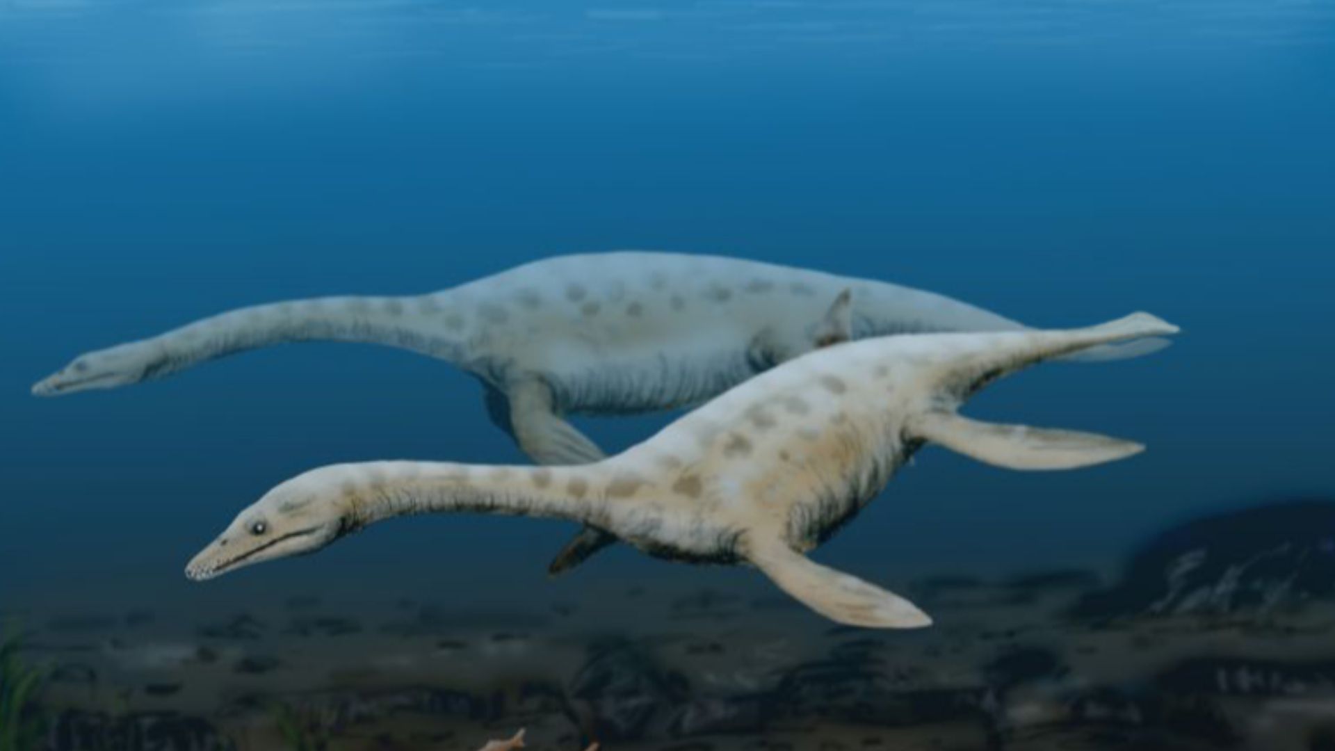 File:Augustasaurus BW.jpg