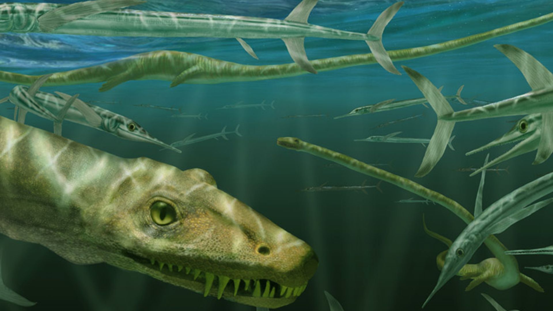 File:Dinocephalosaurus and Saurichthys (environment restoration).png