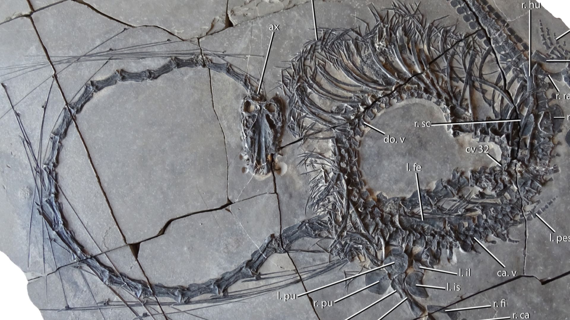 File:Dinocephalosaurus (IVPP V20295).png