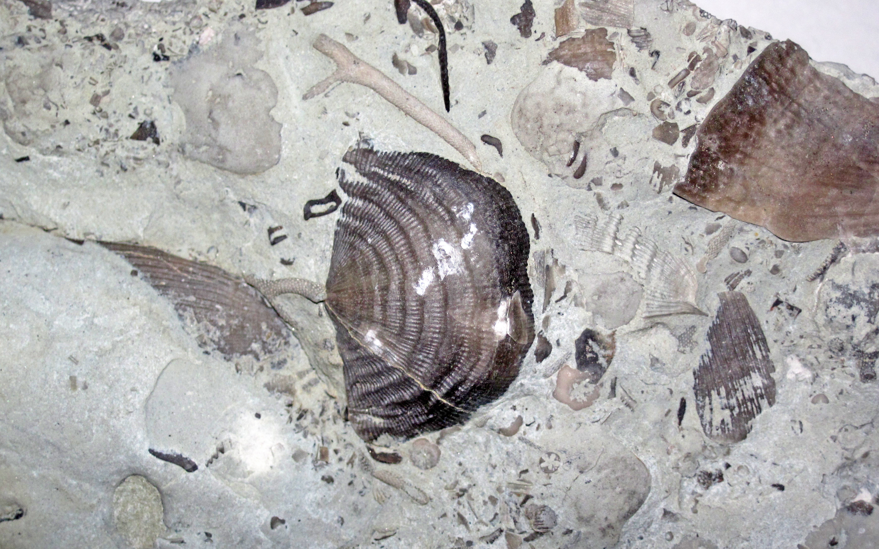File:Leptaena richmondensis (fossil brachiopod) (Upper Ordovician; Brookville Causeway roadcut, Franklin County, Indiana, USA) 4.jpg
