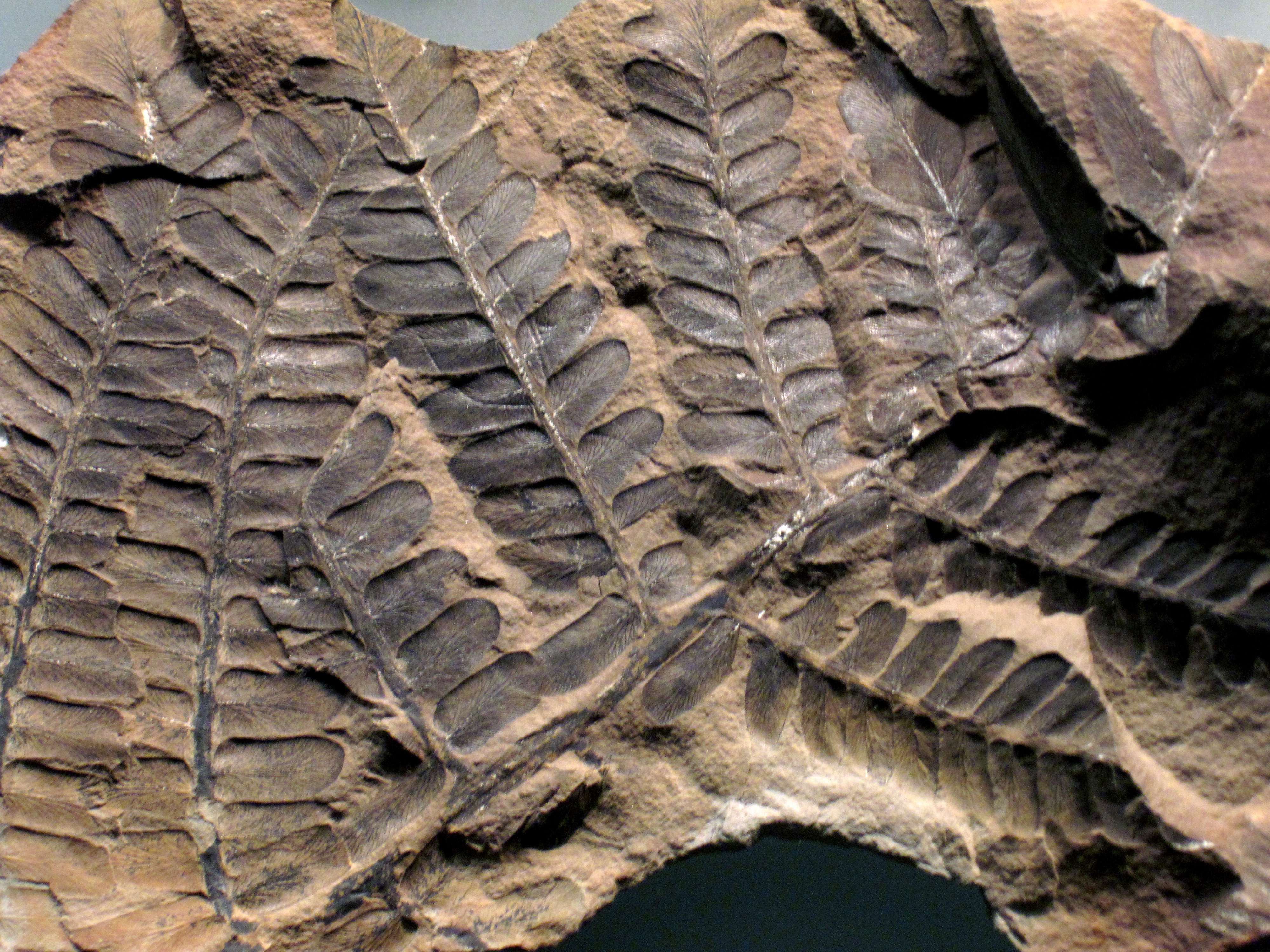 File:Neuropteris flexuosa fossil plant (Mazon Creek Lagerstatte, Francis Creek Shale, Middle Pennsylvanian; coal mine dump pile near Essex, northern Illinois, USA) (14910119354).jpg