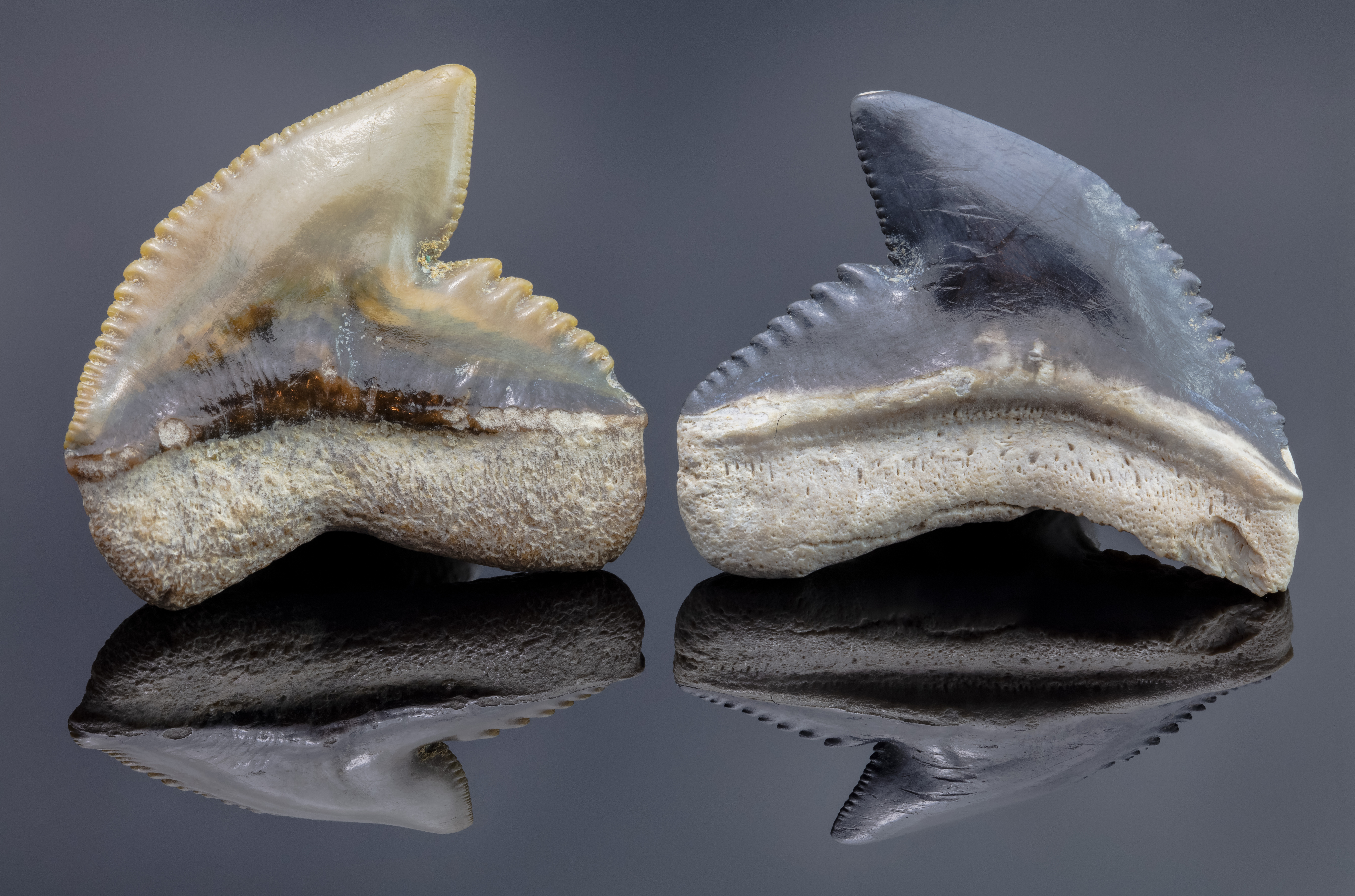 File:Fósiles de dientes de tiburón tigre (Galeocerdo aduncus), Zuber, Florida, Estados Unidos, 2021-01-19, DD 105-144 FS.jpg