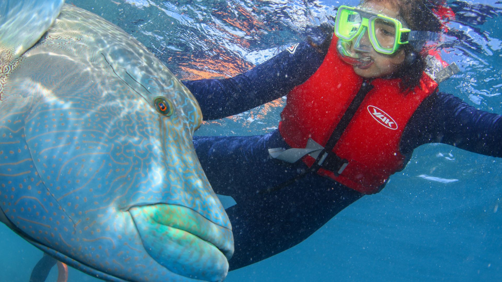 File:Diving At The Great Barrier Reef.jpg