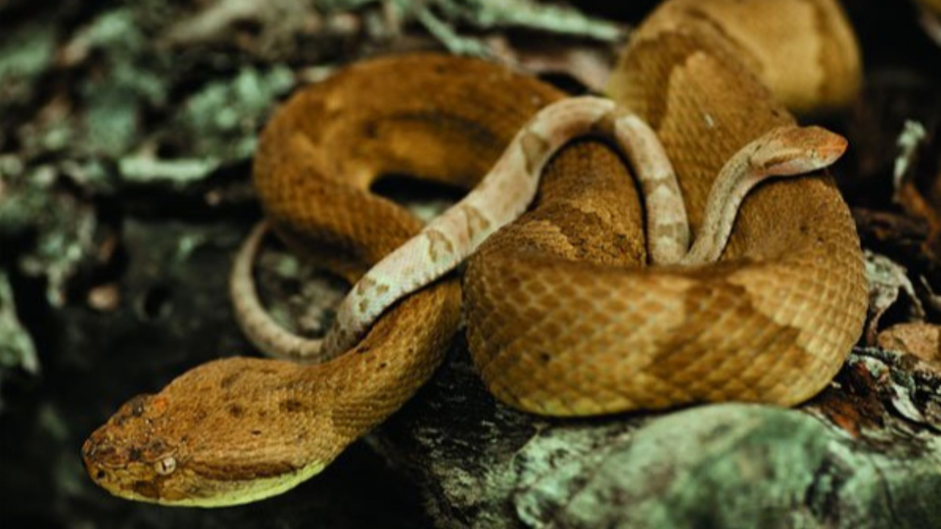 File:Golden lancehead viper.jpg