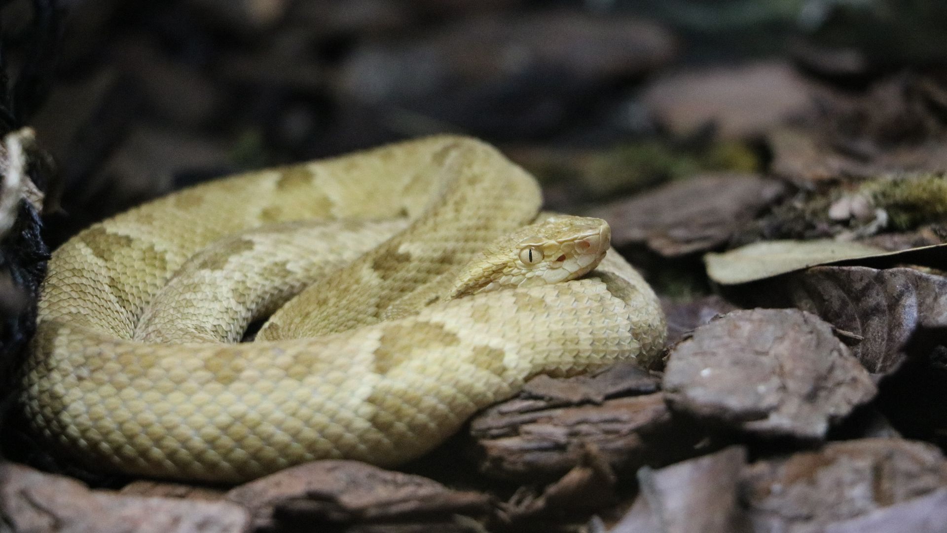 File:Bothrops insularis.jpg