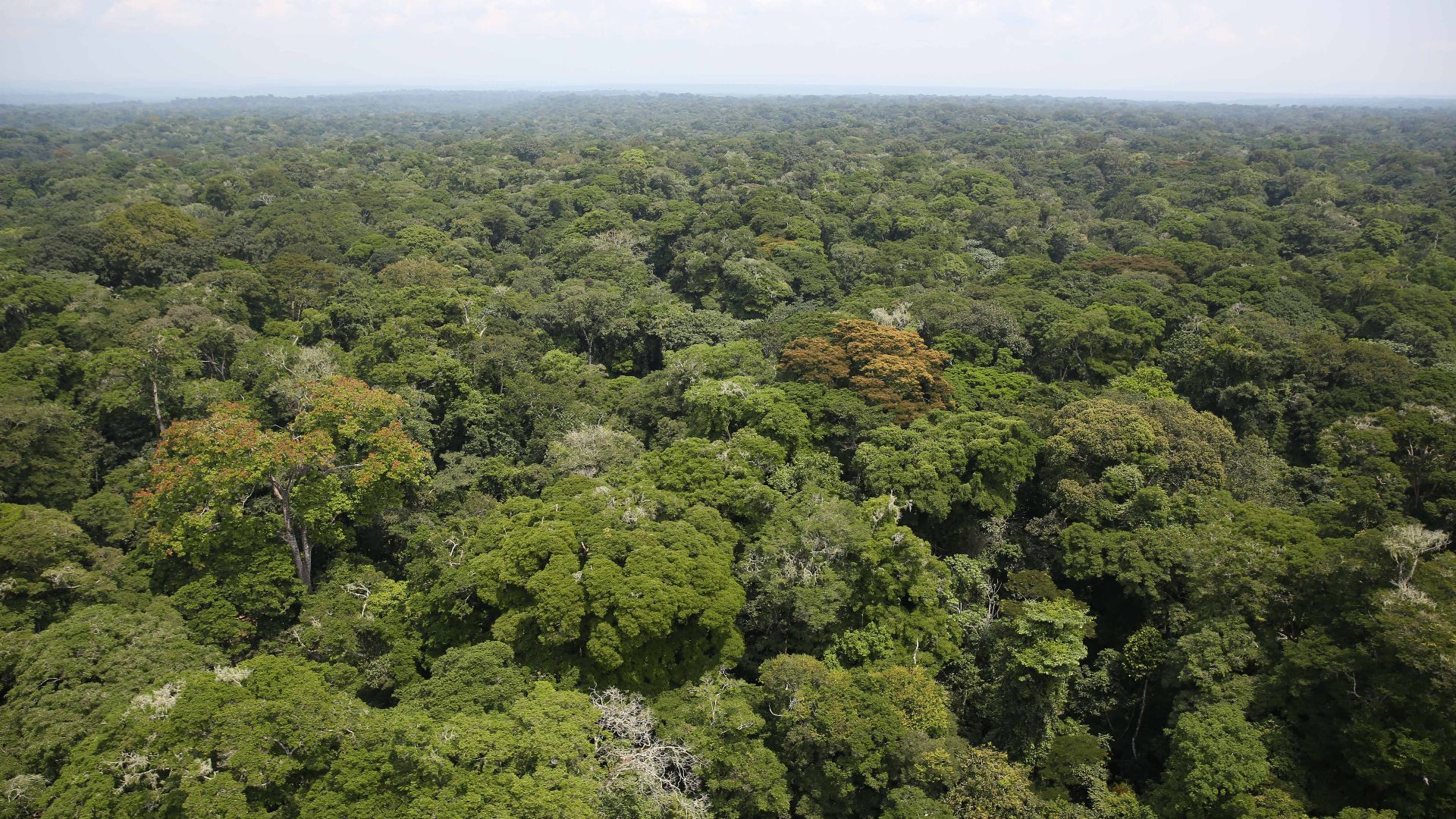 File:Rainforest - Ituri (20874628148).jpg
