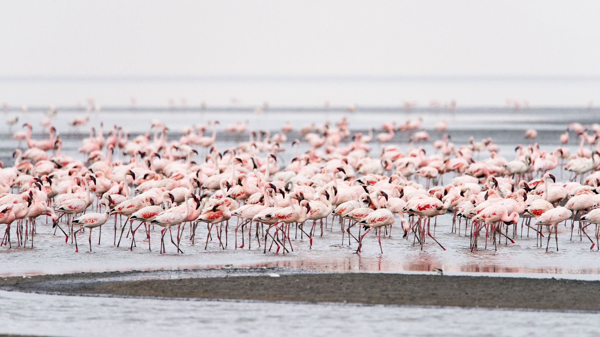 File:Flamingos at Lake Natron, Tanzania.jpg