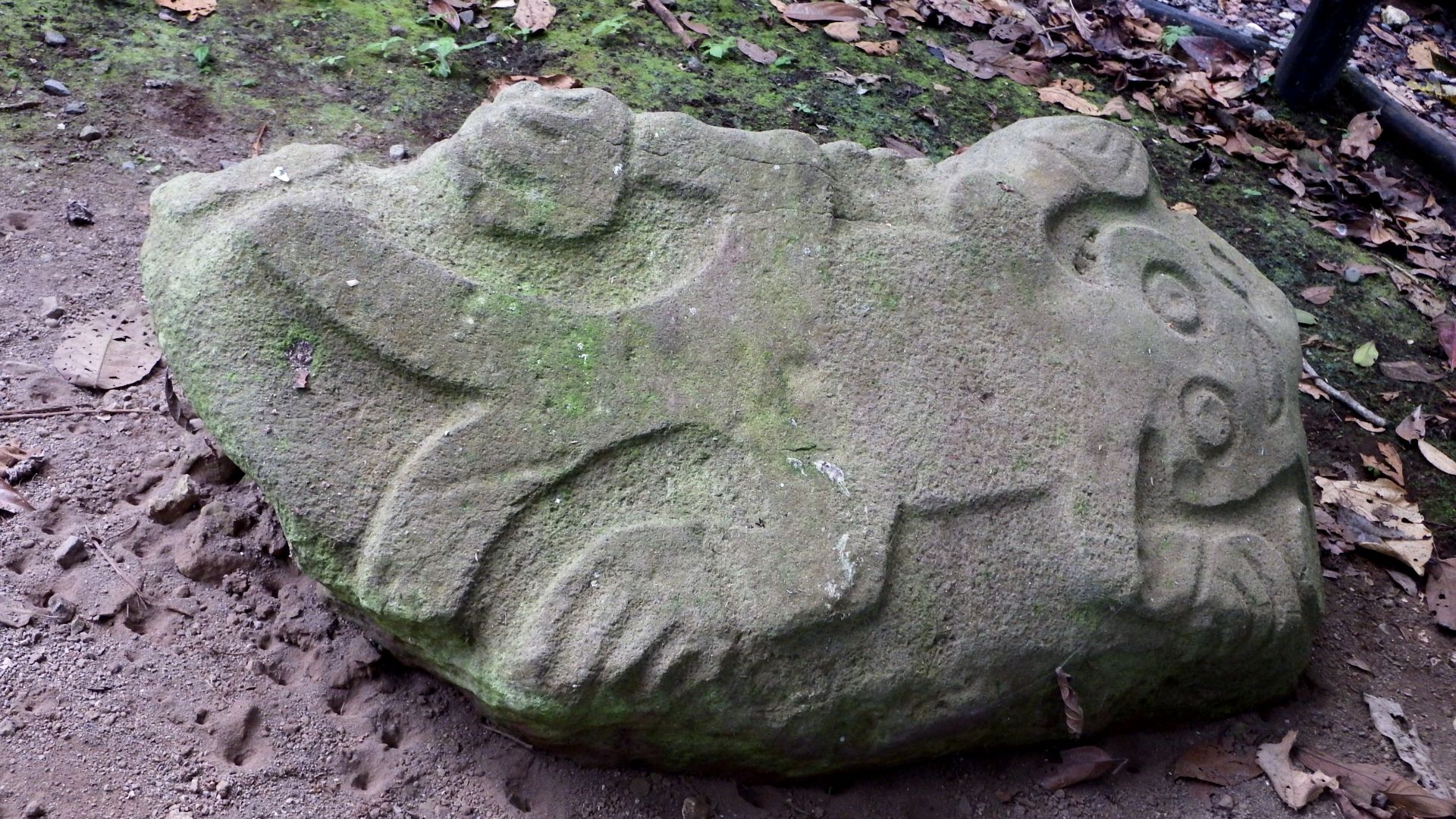 File:Guayabo 3 (15570498884).jpg