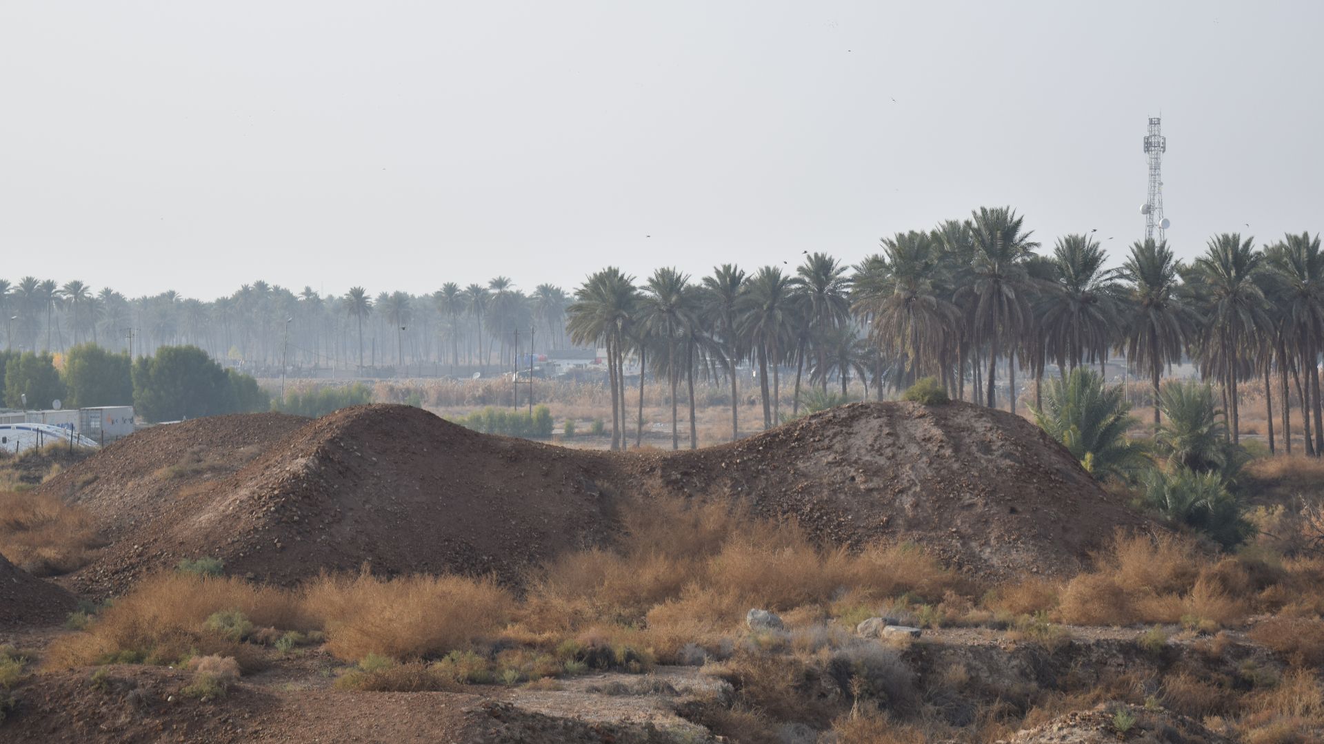 File:Palm groves near babylon.jpg