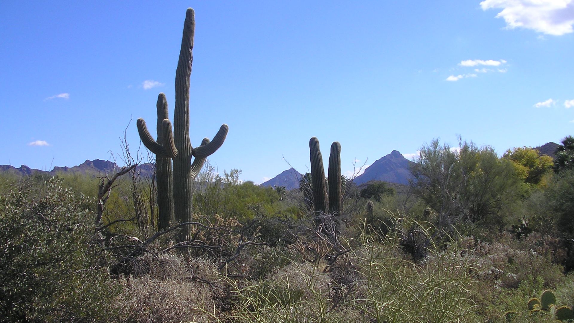 File:Sonoradesert 1.JPG