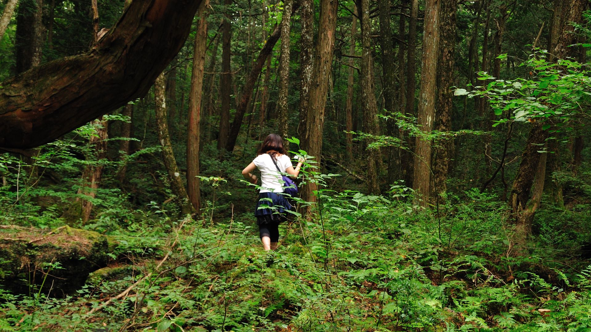 File:Aokigahara forest 03.jpg