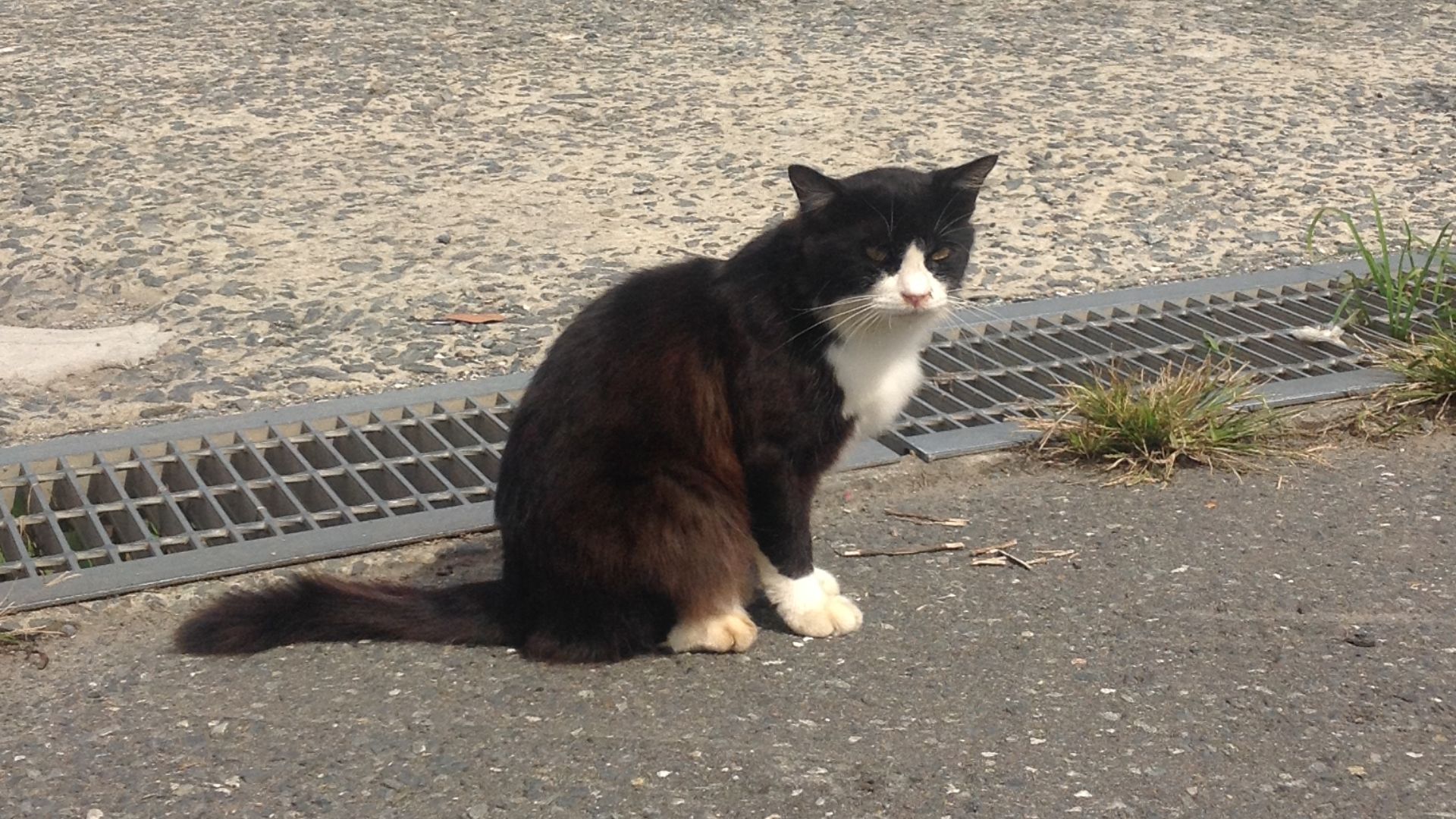 File:Cat by the port.JPG