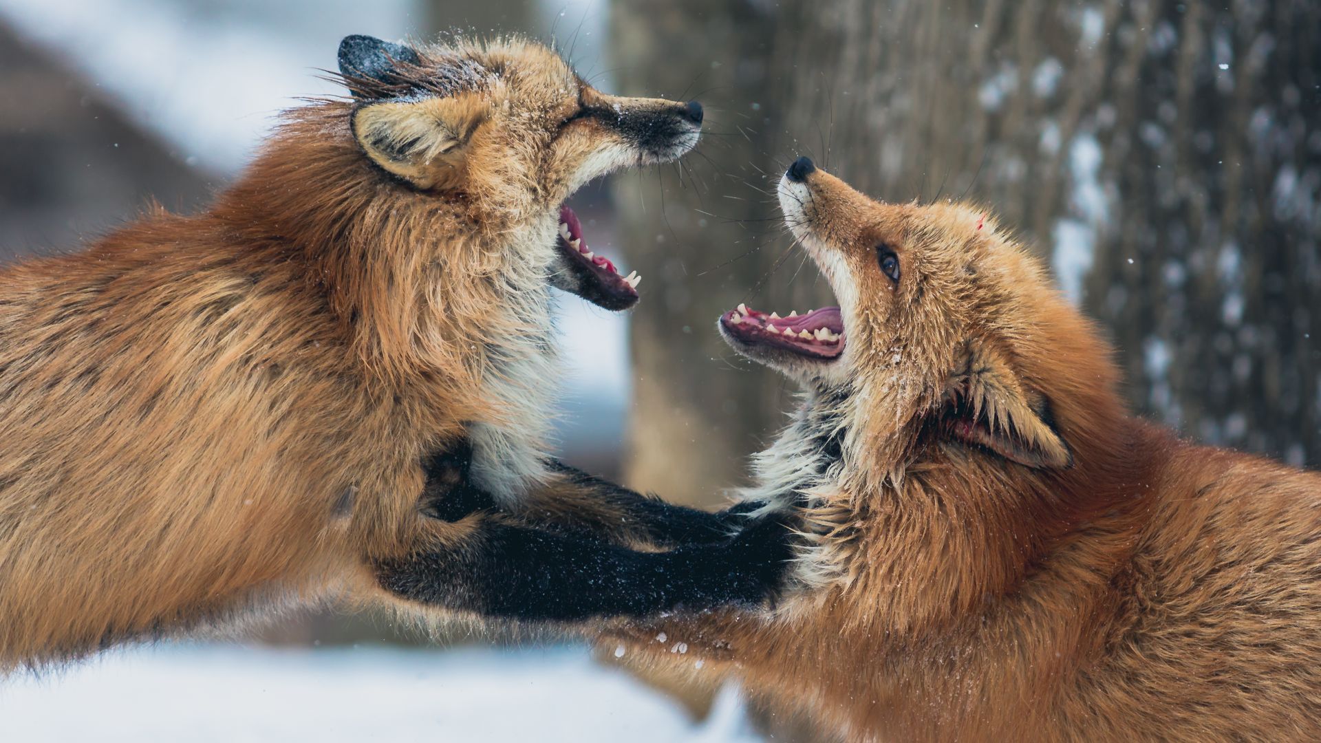 File:Zao Fox Village, Shiroishi-shi, Japan (Unsplash).jpg